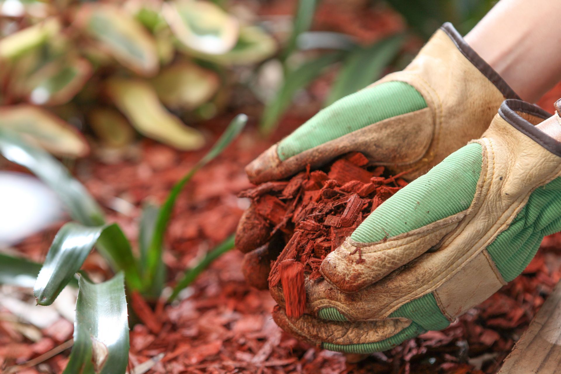 Hands wearing green and tan gloves holding red mulch in a garden.
