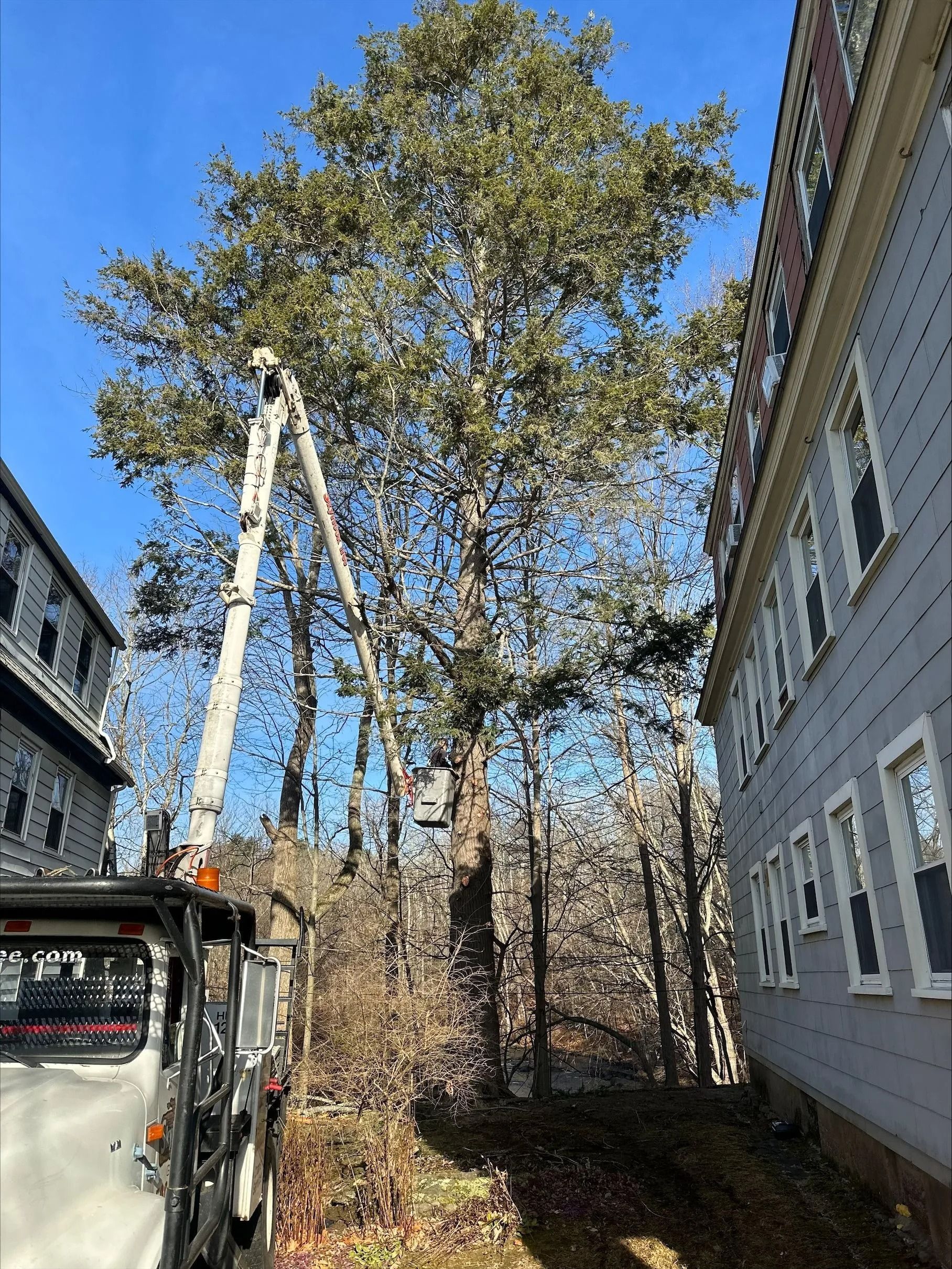 A tree being trimmed by a lift truck between two buildings on a sunny day.