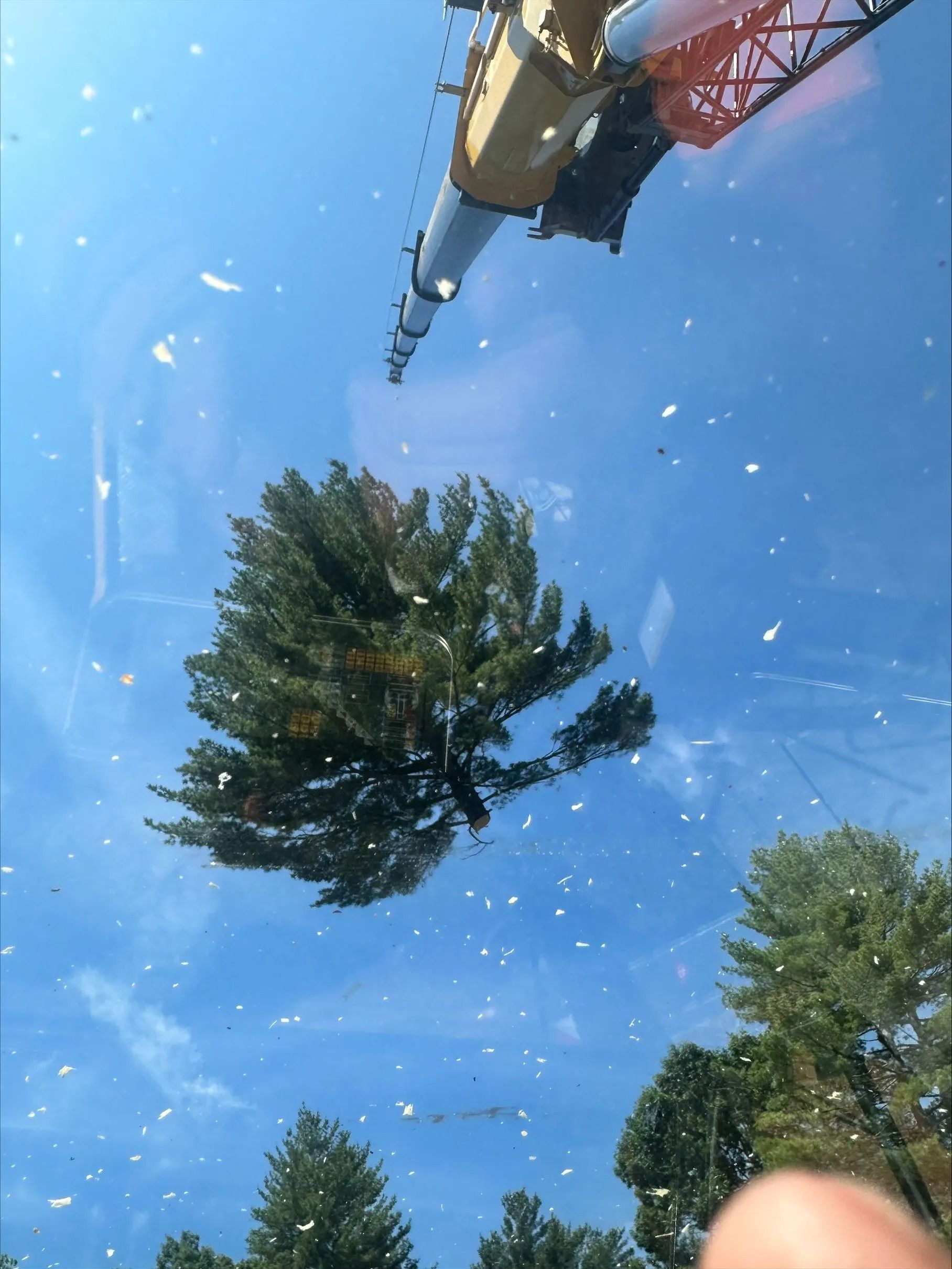 Tree and construction crane against a blue sky, viewed through a dirty window.