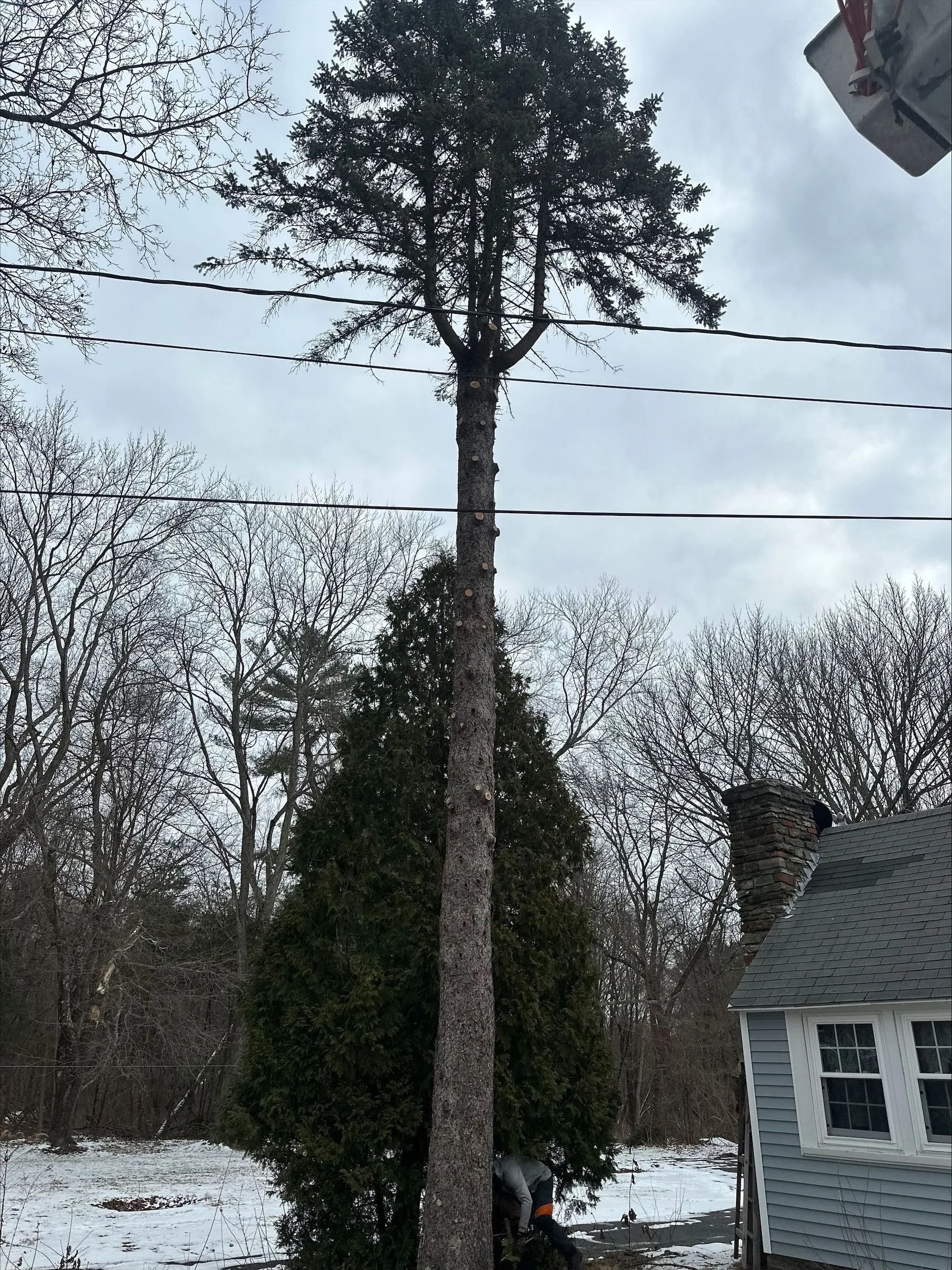Tall, slender tree with dark green foliage; power lines above; cloudy sky.