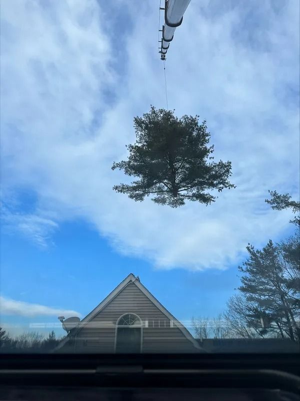 Tree suspended mid-air by cables, over a house and blue sky.