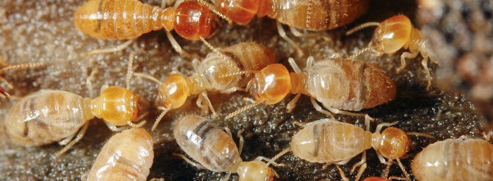 Termite control experts