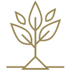 Gold line-art plant with three leaves and roots on a white background