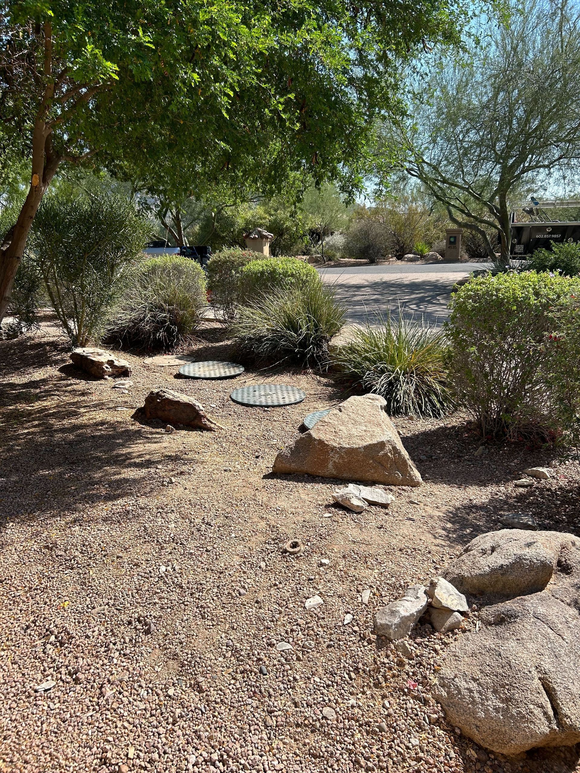 There are a lot of rocks and trees in the background.