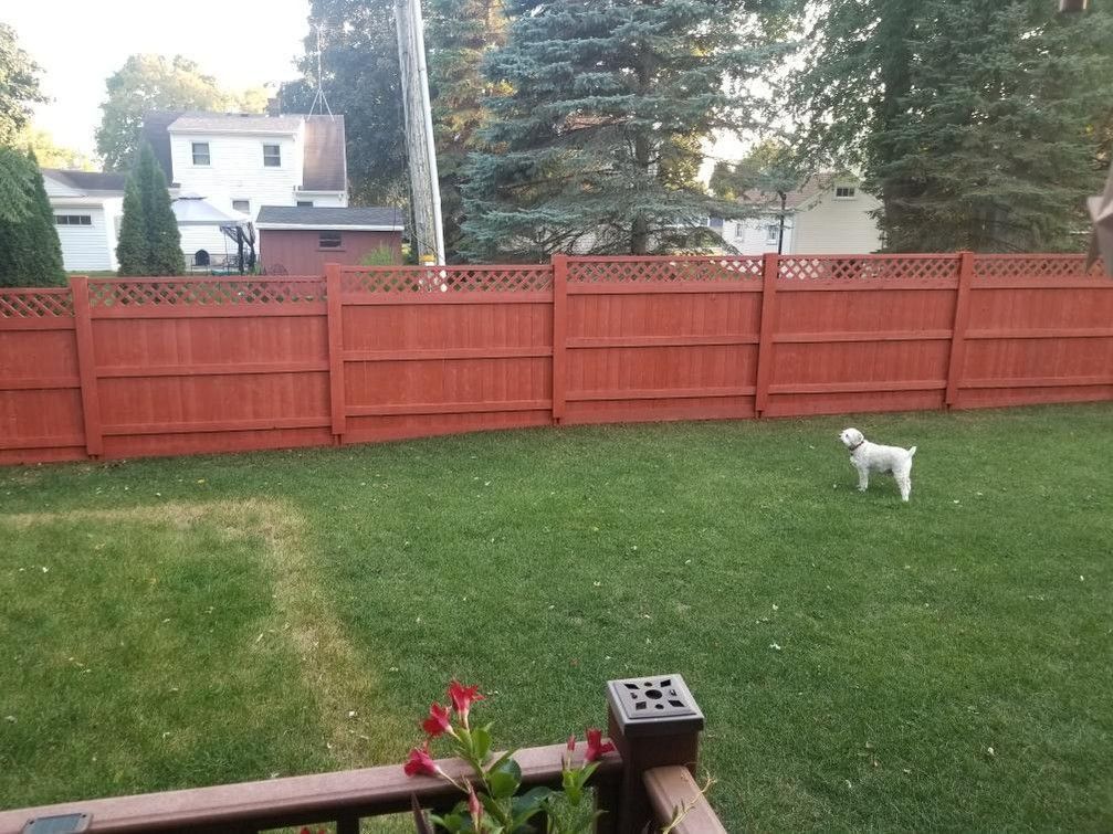 White dog in a grassy backyard, red fence surrounds, trees and houses in the background.
