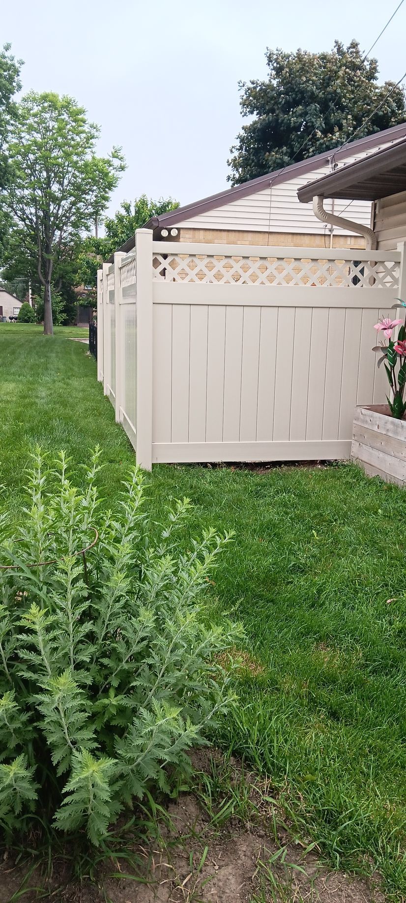 A beige fence separates a grassy yard from a house with a brown roof and a tree in the background.