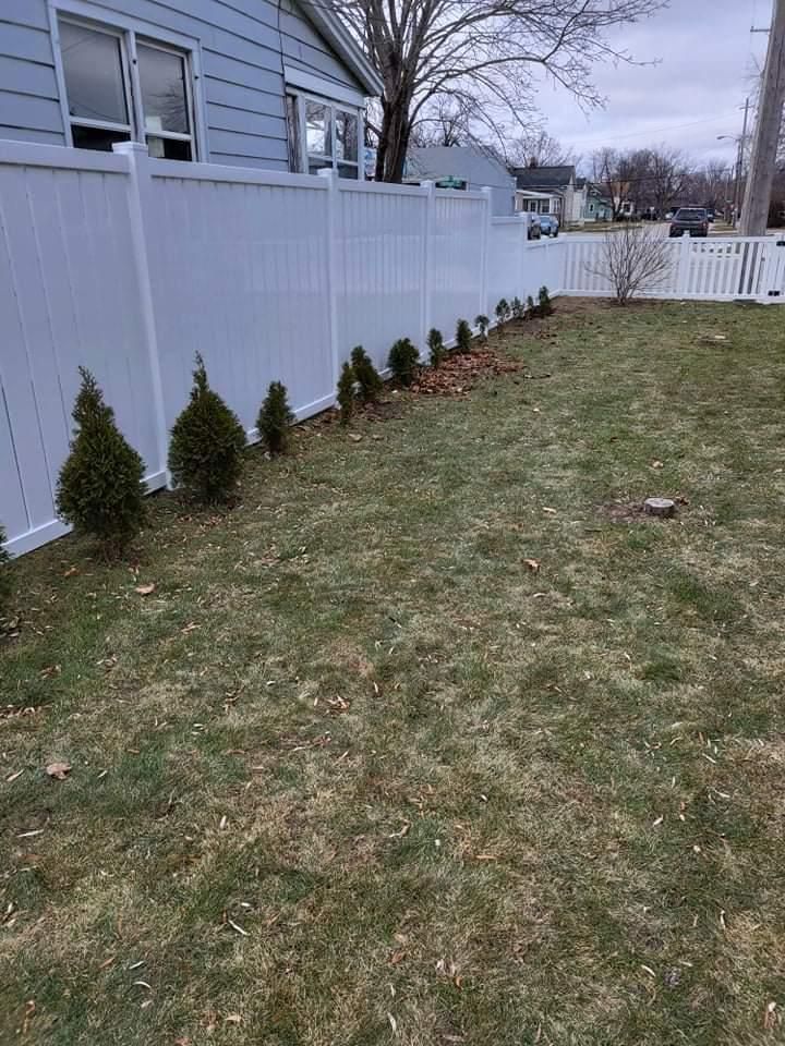 White fence with small evergreens planted along it in a grassy yard.