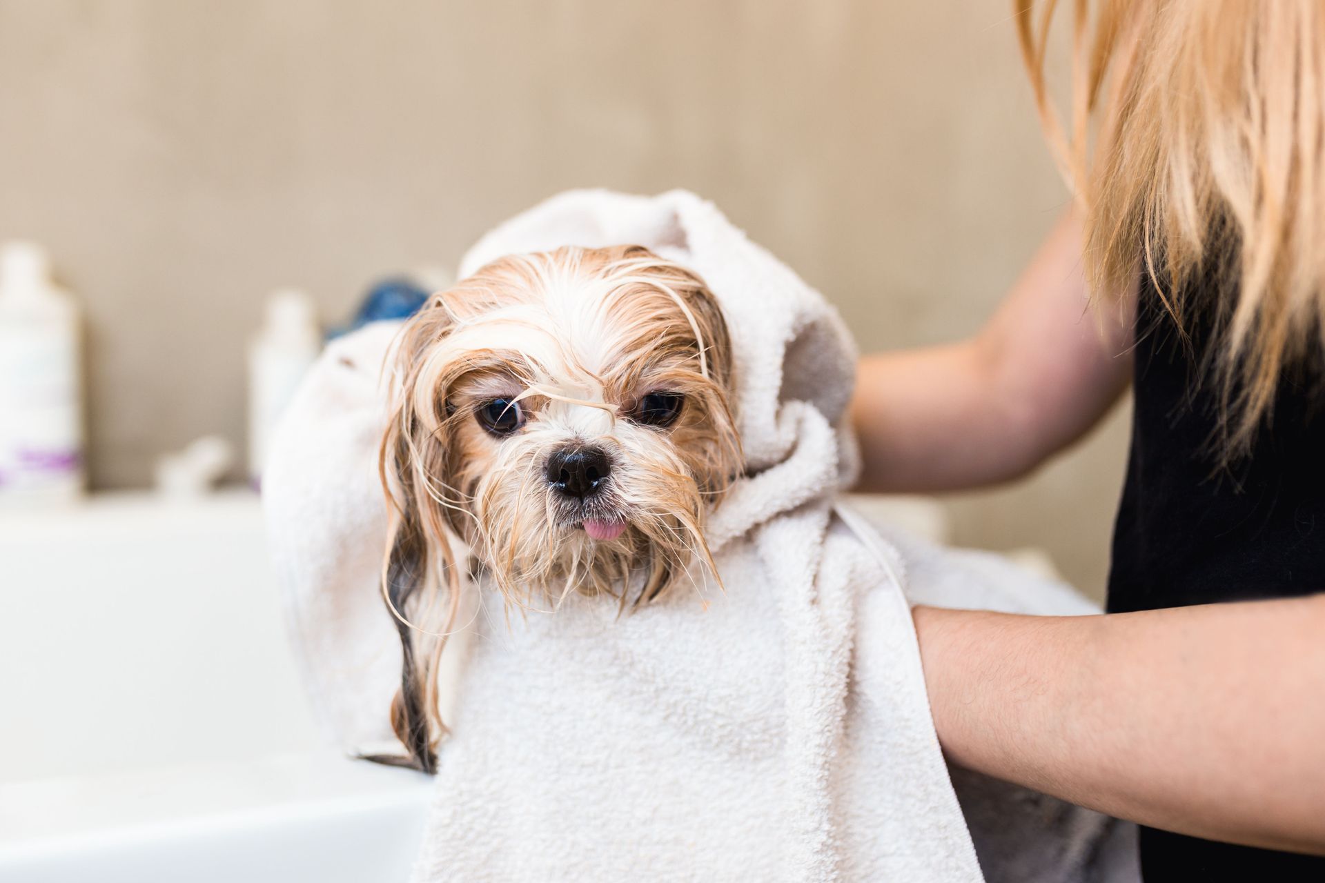 dog groomer