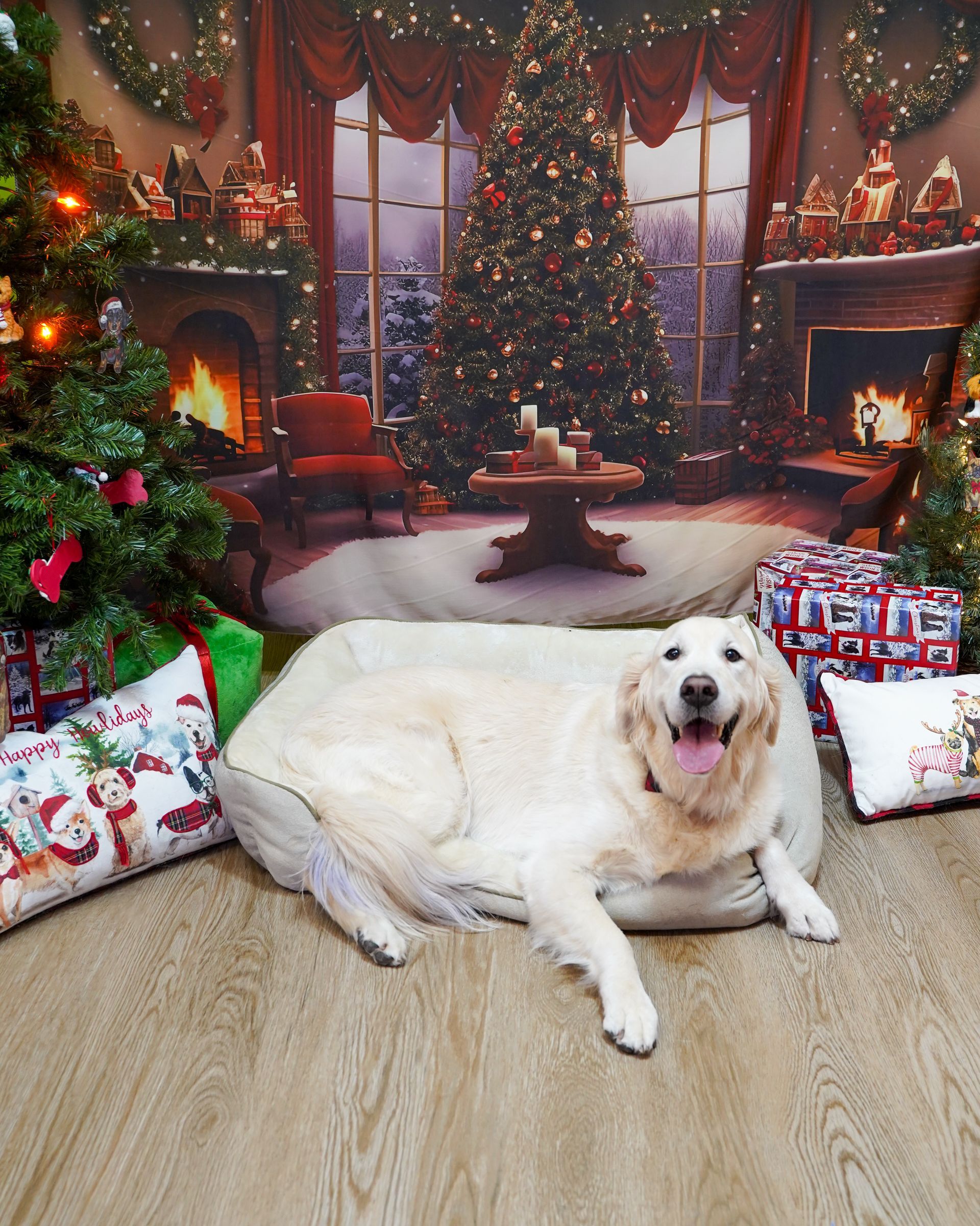 Golden retriever dog laying on a pillow in front of a Christmas backdrop. Dog has a happy expression.