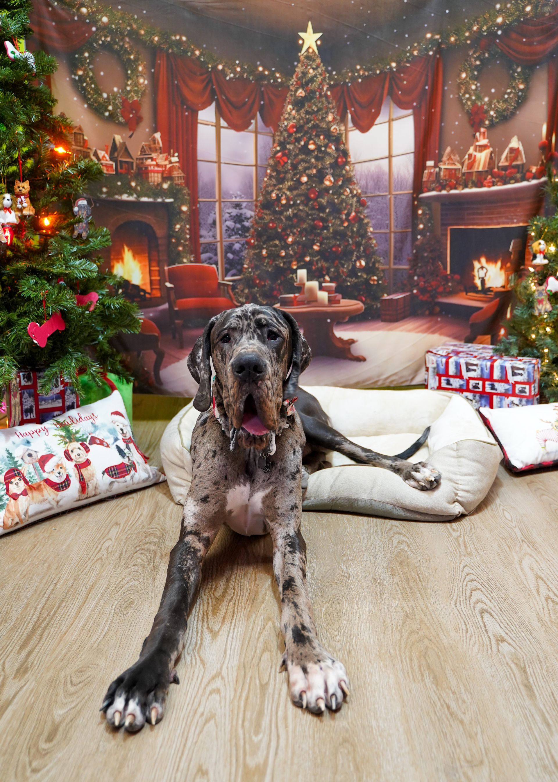 Harlequin Great Dane dog lying on a bed with a Christmas backdrop.
