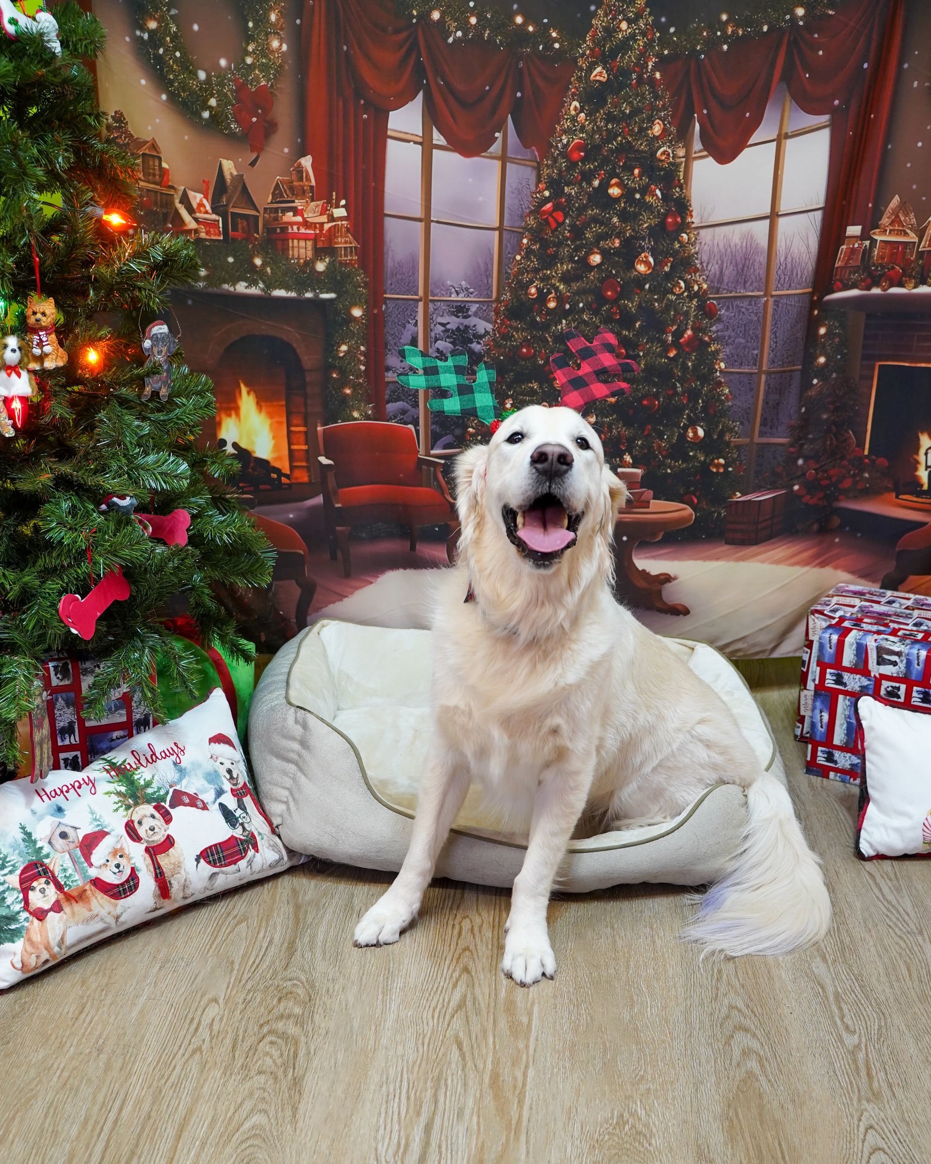 Golden retriever sits on a bed with a Christmas background.