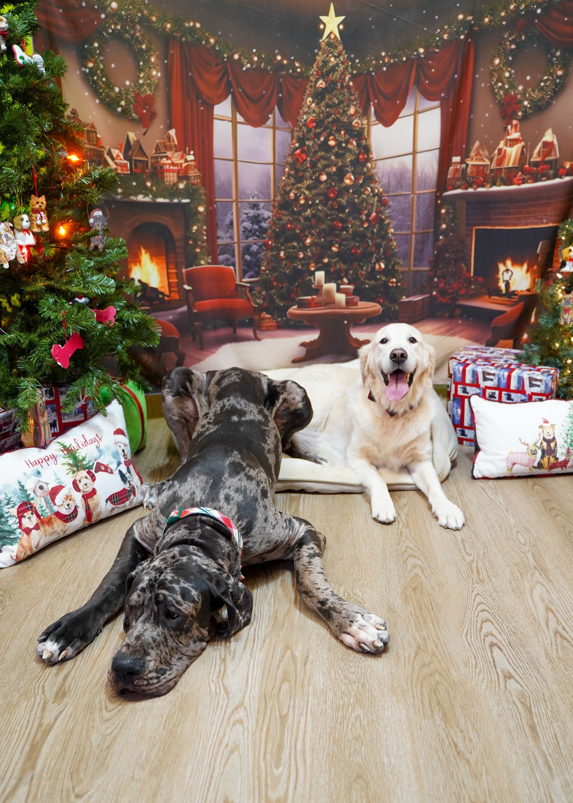 Two dogs in front of a Christmas backdrop. One brindle Great Dane lying down, golden retriever smiling.