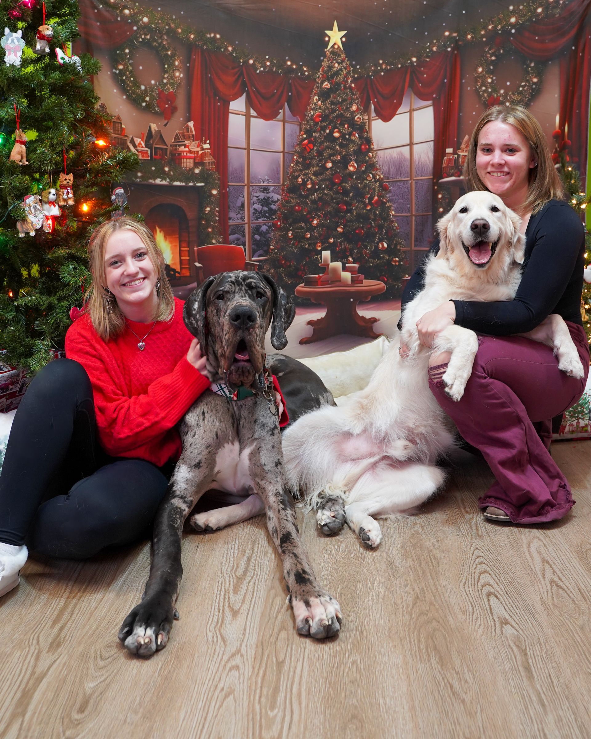 Two women with two dogs pose in front of a Christmas backdrop. One dog is a Great Dane, the other a Golden Retriever.