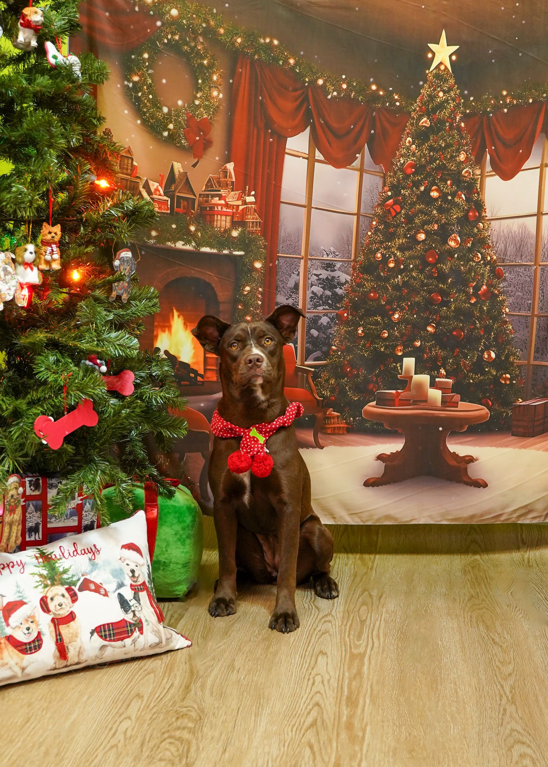 Dog in Christmas collar sits by tree with festive backdrop.