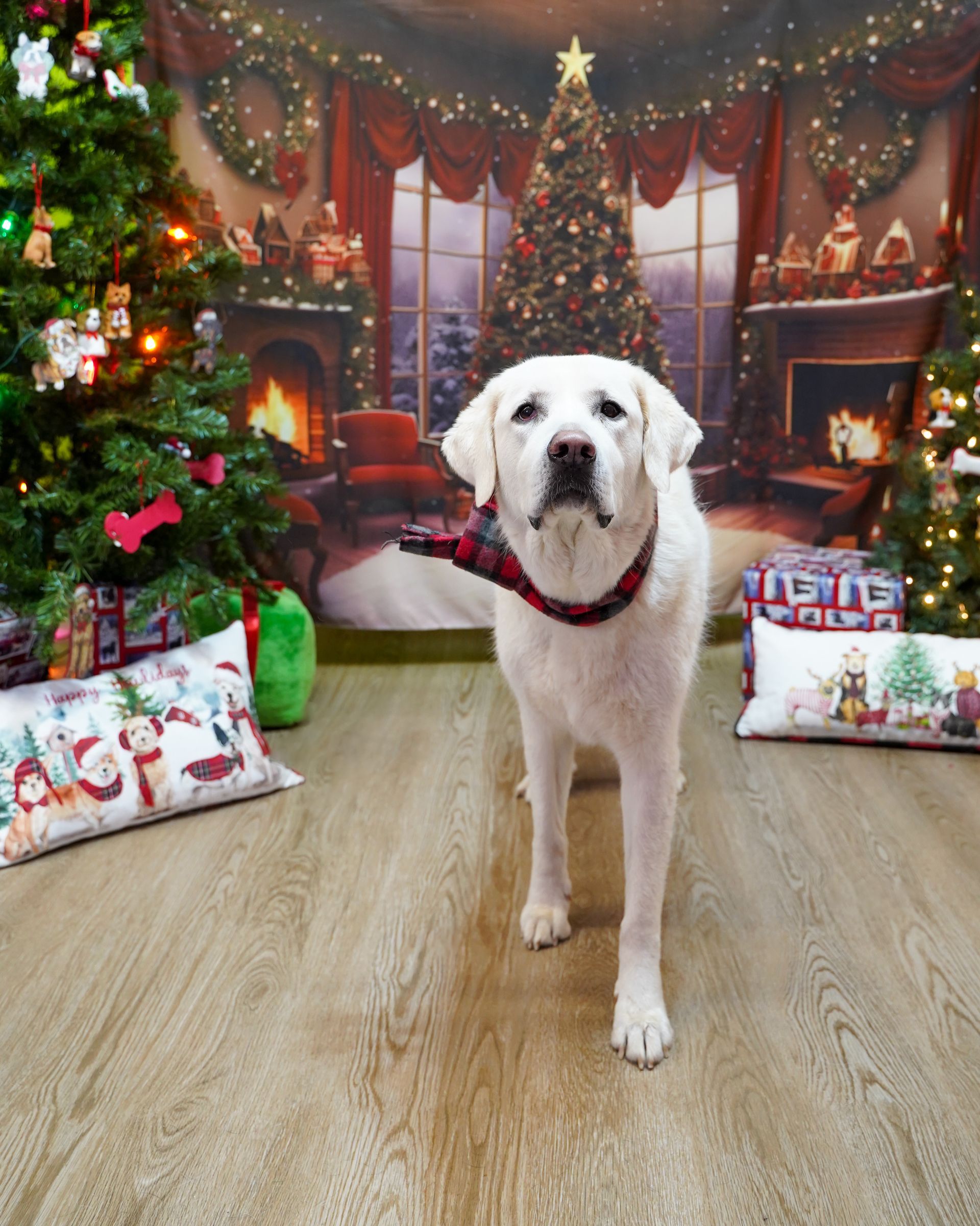 White dog wearing a red plaid scarf poses in a Christmas scene with trees, fireplace, and presents.