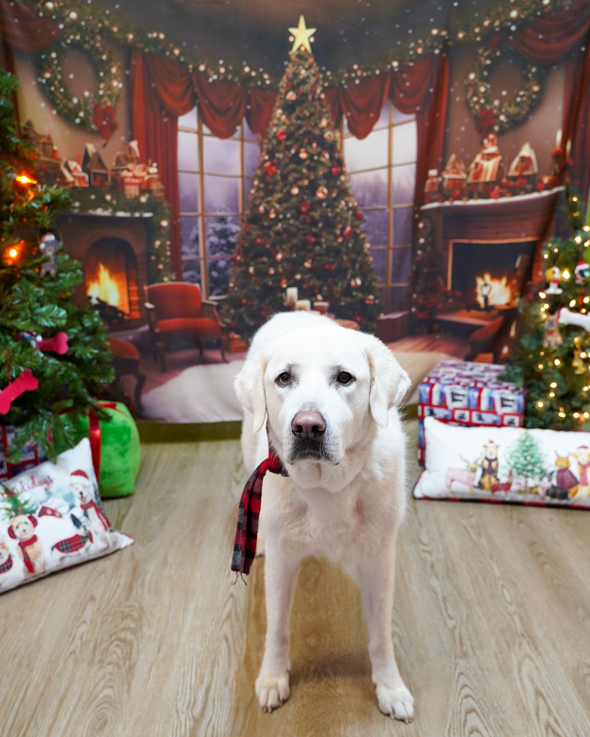 White dog wearing a red and black scarf stands in front of a Christmas backdrop.