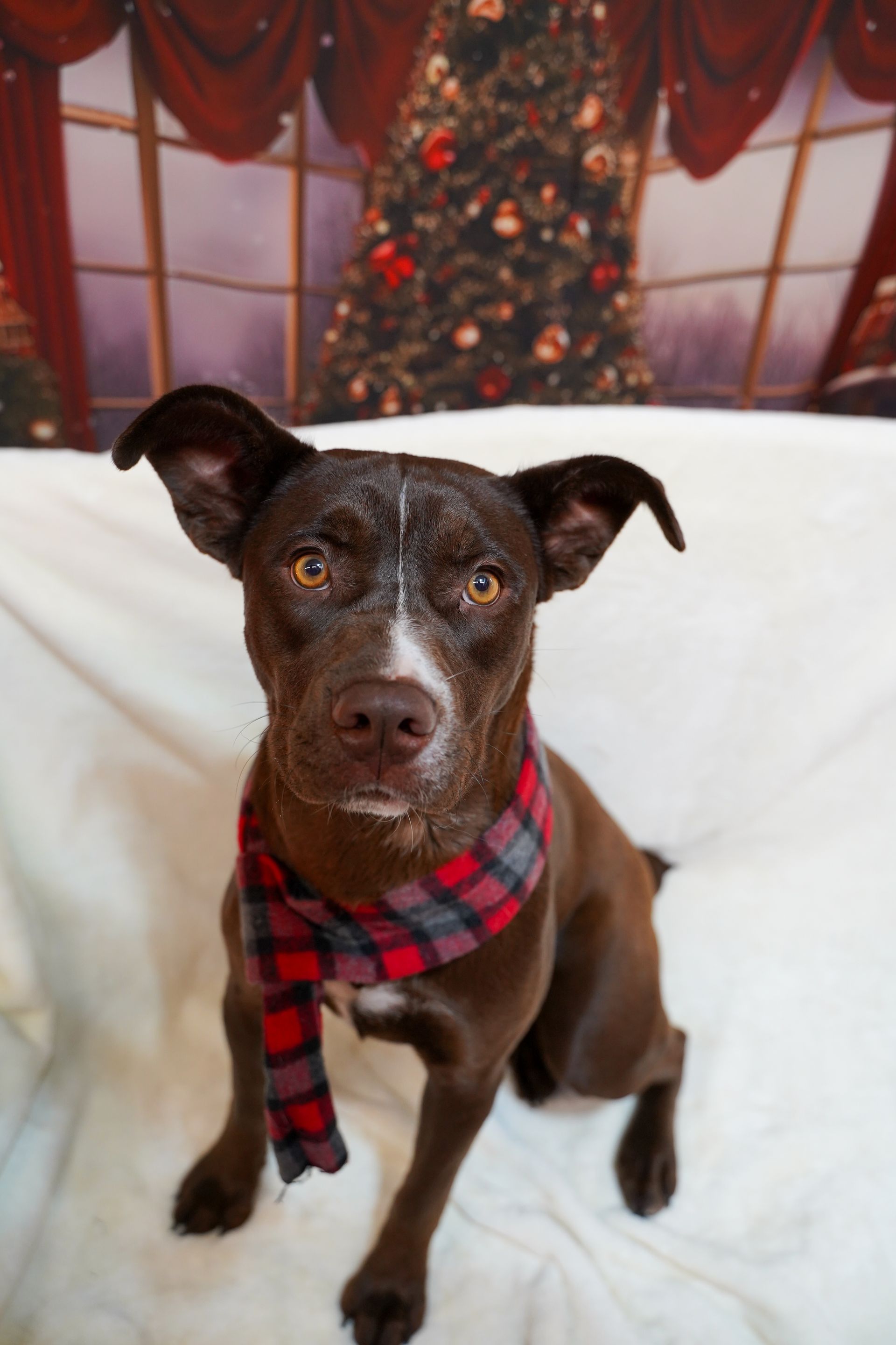 Brown dog wearing a red and gray plaid scarf, sitting on a white surface with a Christmas tree background.