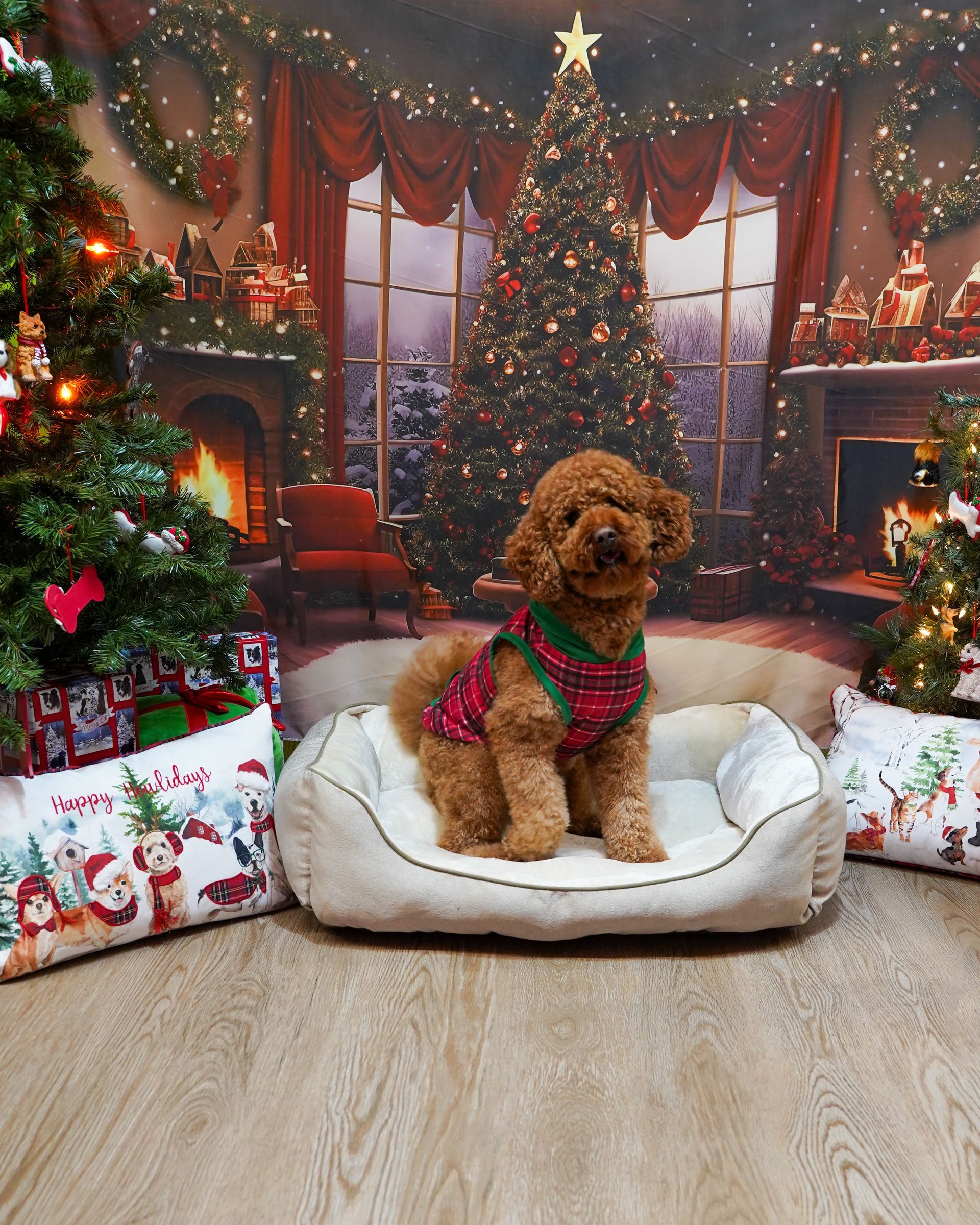 Brown poodle in a Christmas sweater sits on a dog bed with a holiday backdrop.