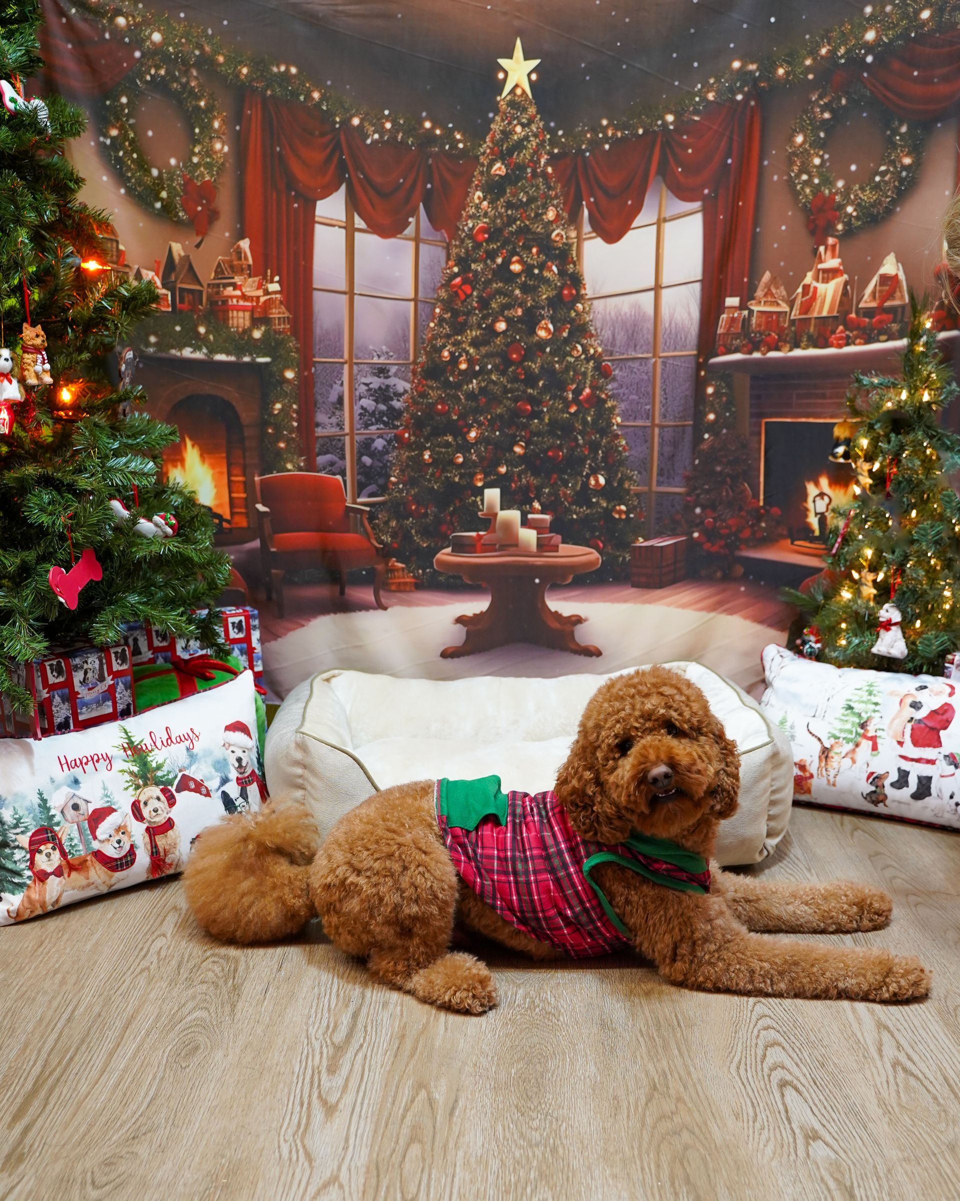 Brown poodle in Christmas attire reclines on floor in front of a decorated Christmas scene.