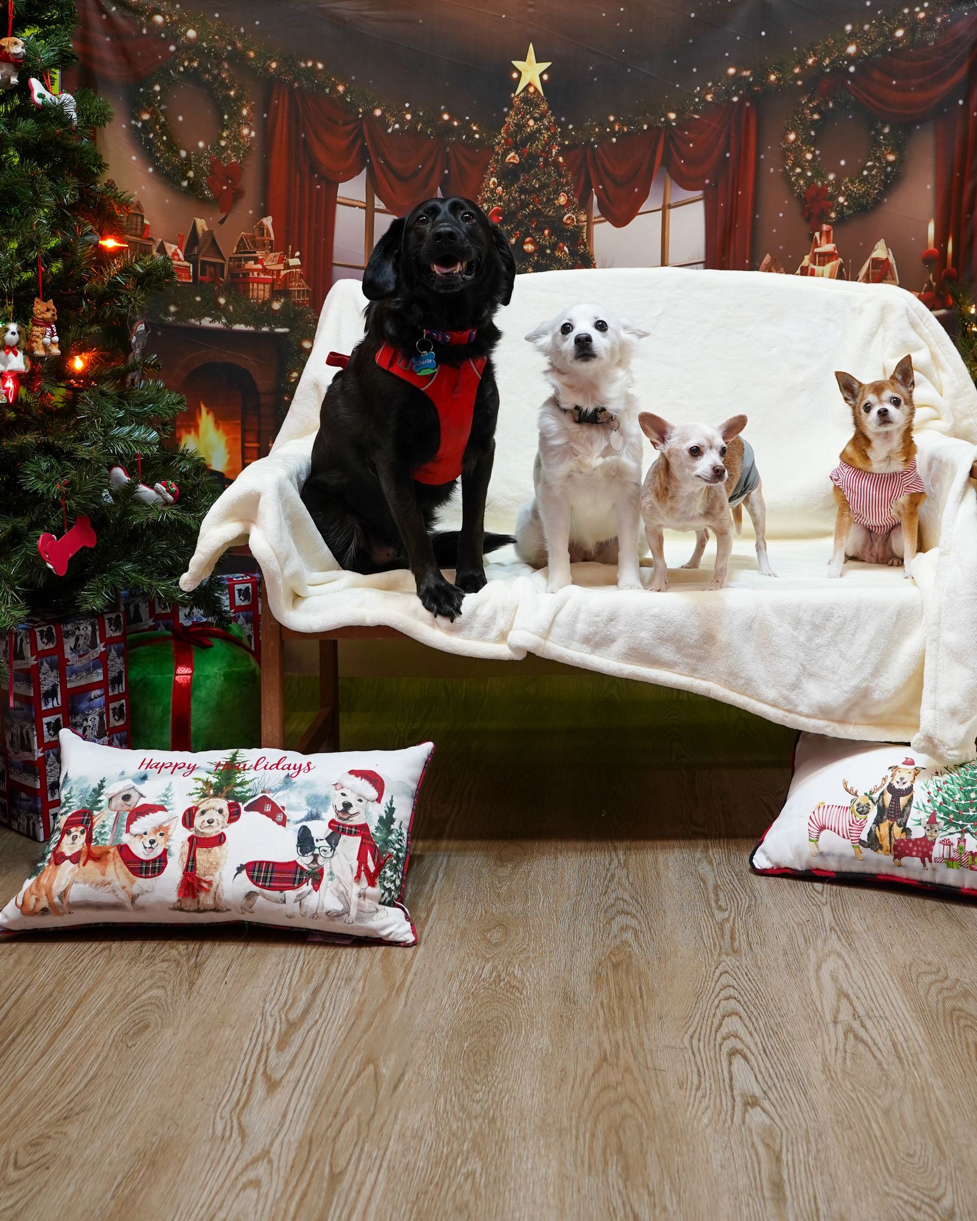 Five dogs sit on a couch in front of a Christmas backdrop. Black, white, and tan dogs, some wearing sweaters and harnesses.