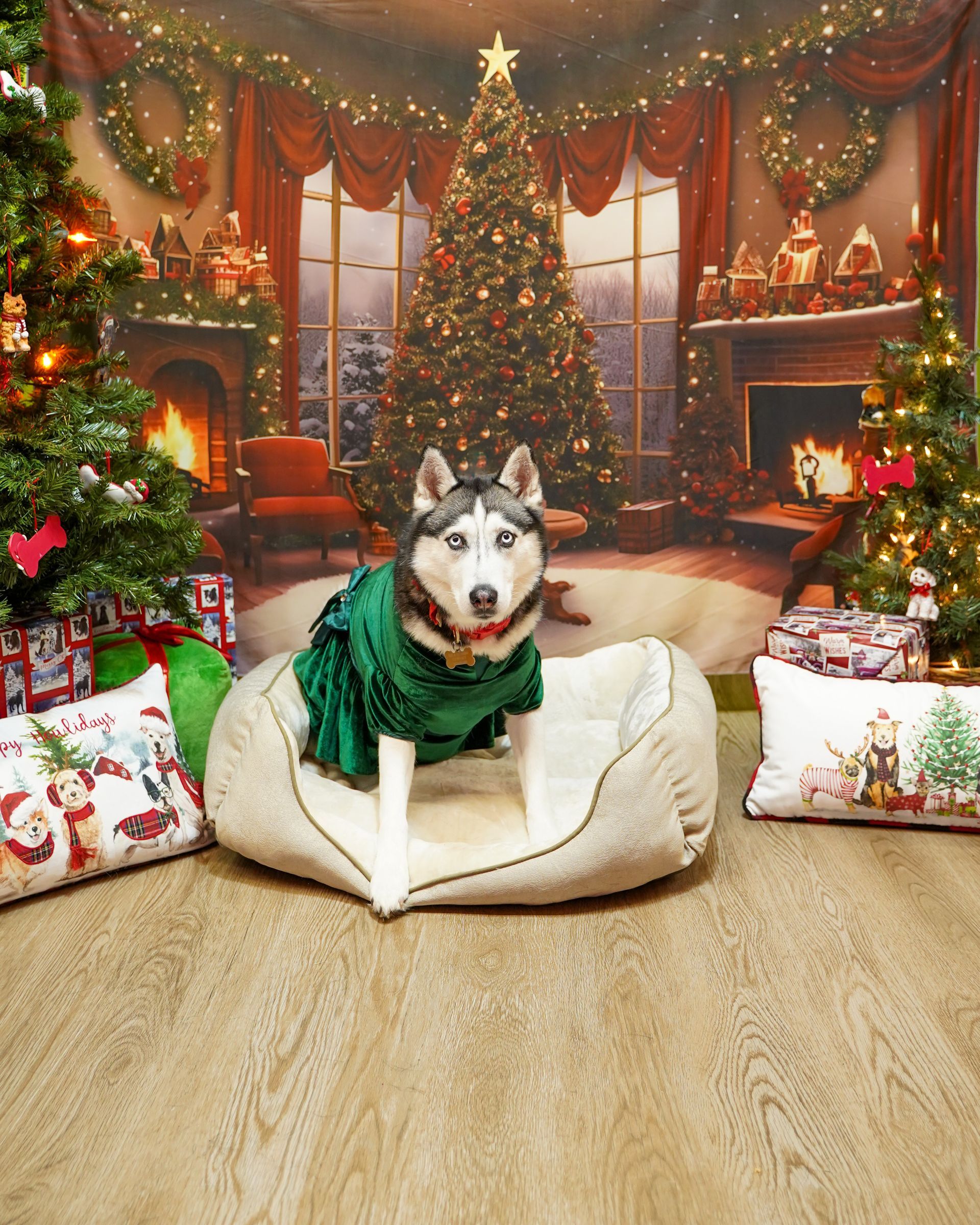 Siberian husky in a green dress sits in a dog bed, posed in front of a Christmas backdrop.