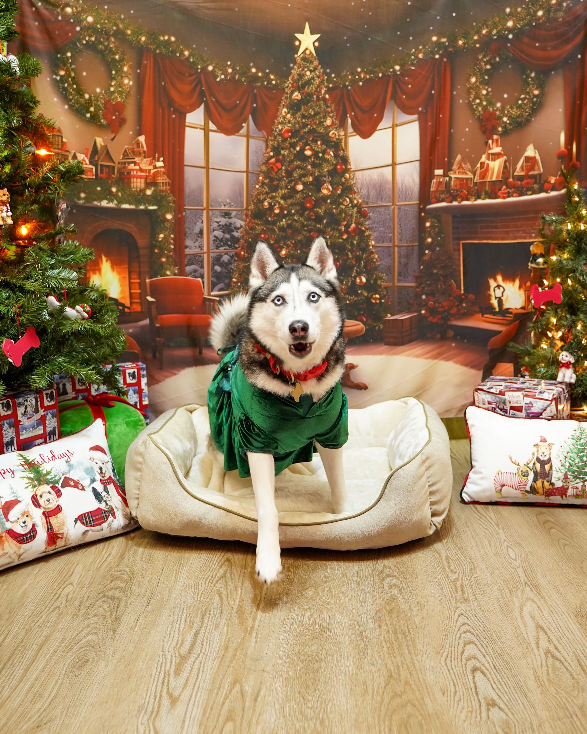 A husky dog in a green sweater stands in a dog bed, surrounded by Christmas decorations.
