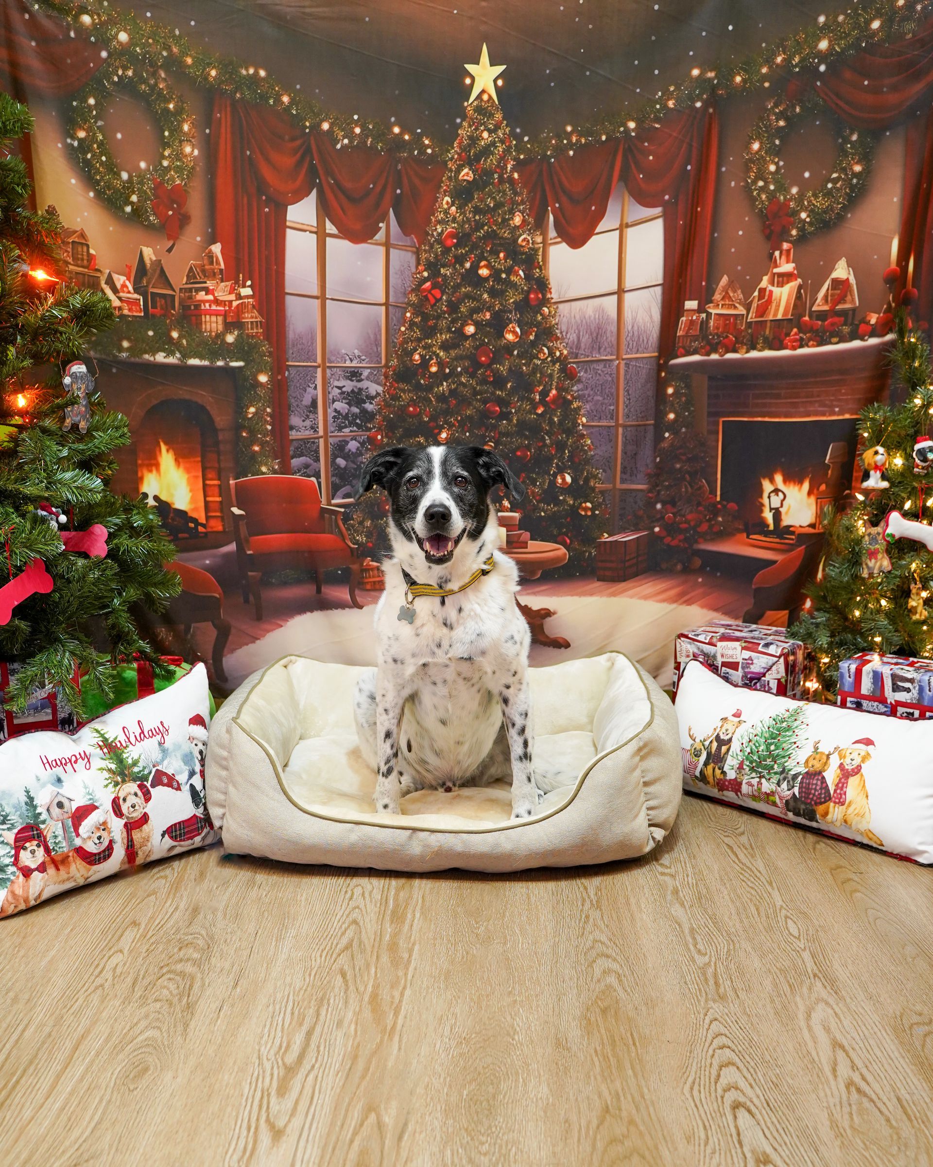Dog sits in a bed in front of a Christmas backdrop.