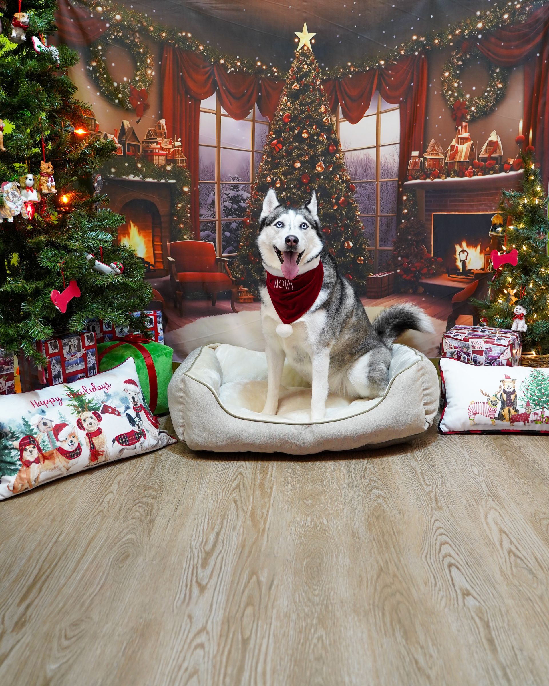 Husky dog wearing red bandana, sitting in a beige bed, Christmas setting with trees, fireplace, presents.