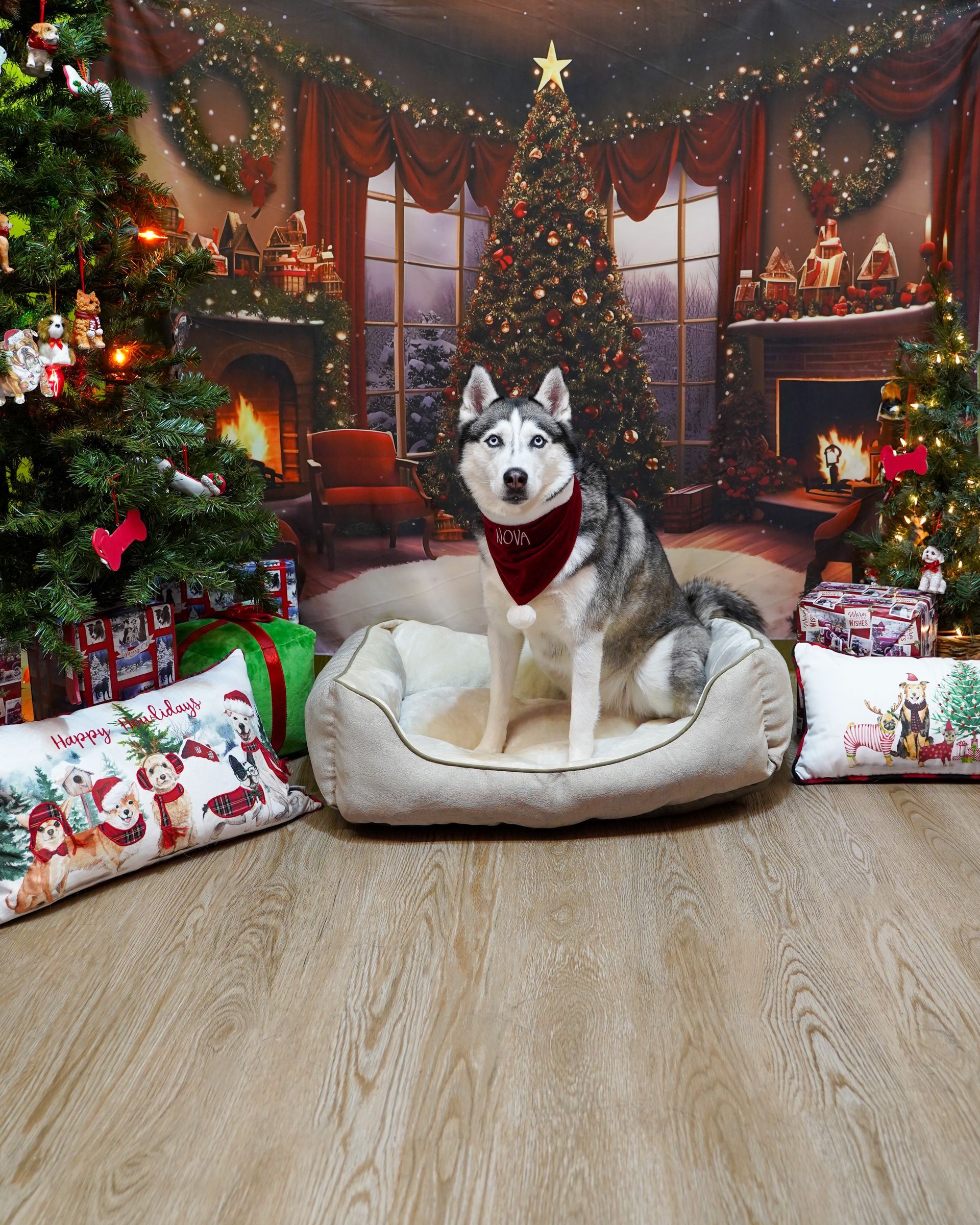 Husky dog wearing a red bandana sits on a bed in front of a Christmas backdrop.