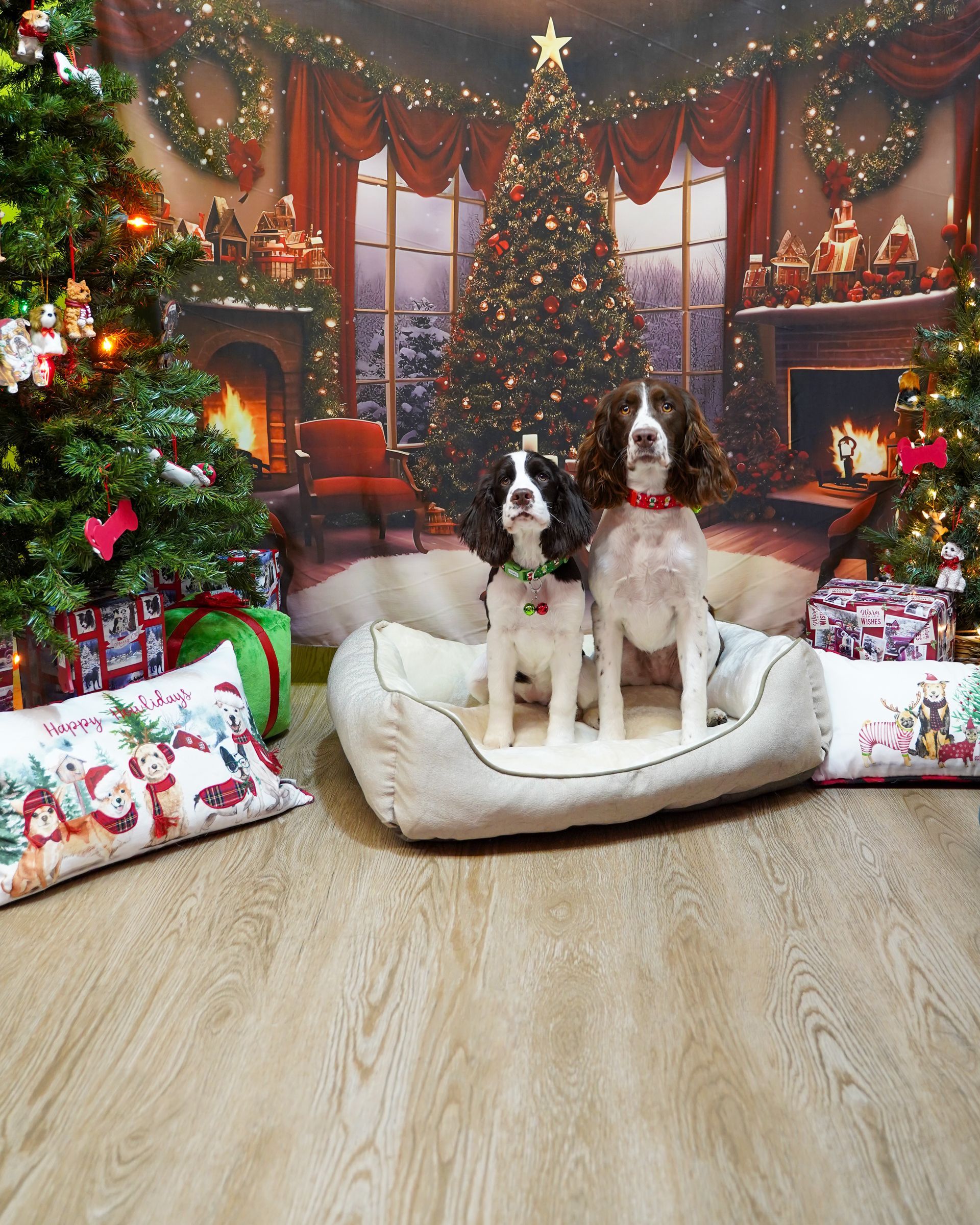 Two Springer Spaniels in a dog bed, posed in front of a Christmas tree background, with gifts and pillows.
