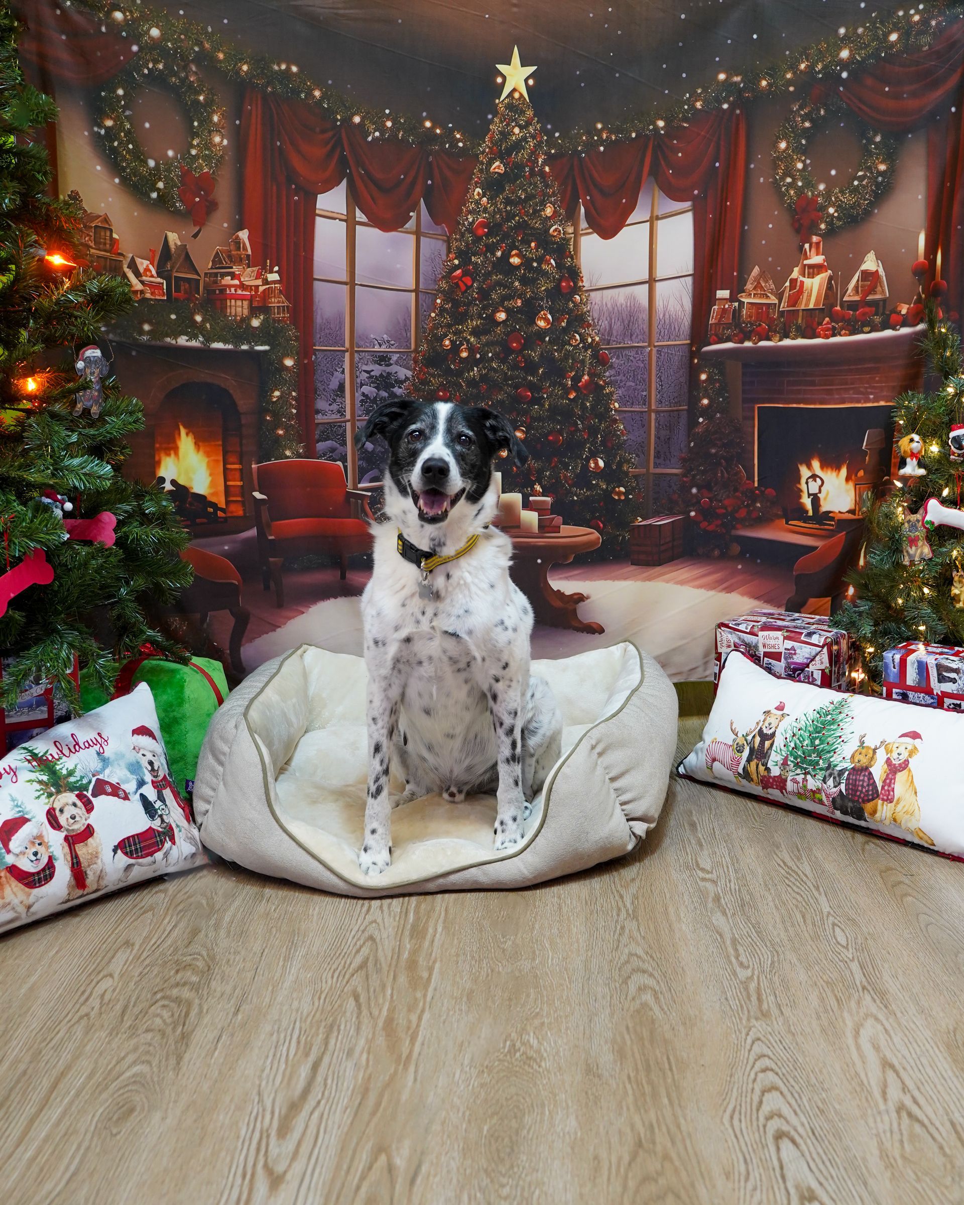 Dog with black and white spotted fur sits in a bed against a Christmas-themed backdrop.