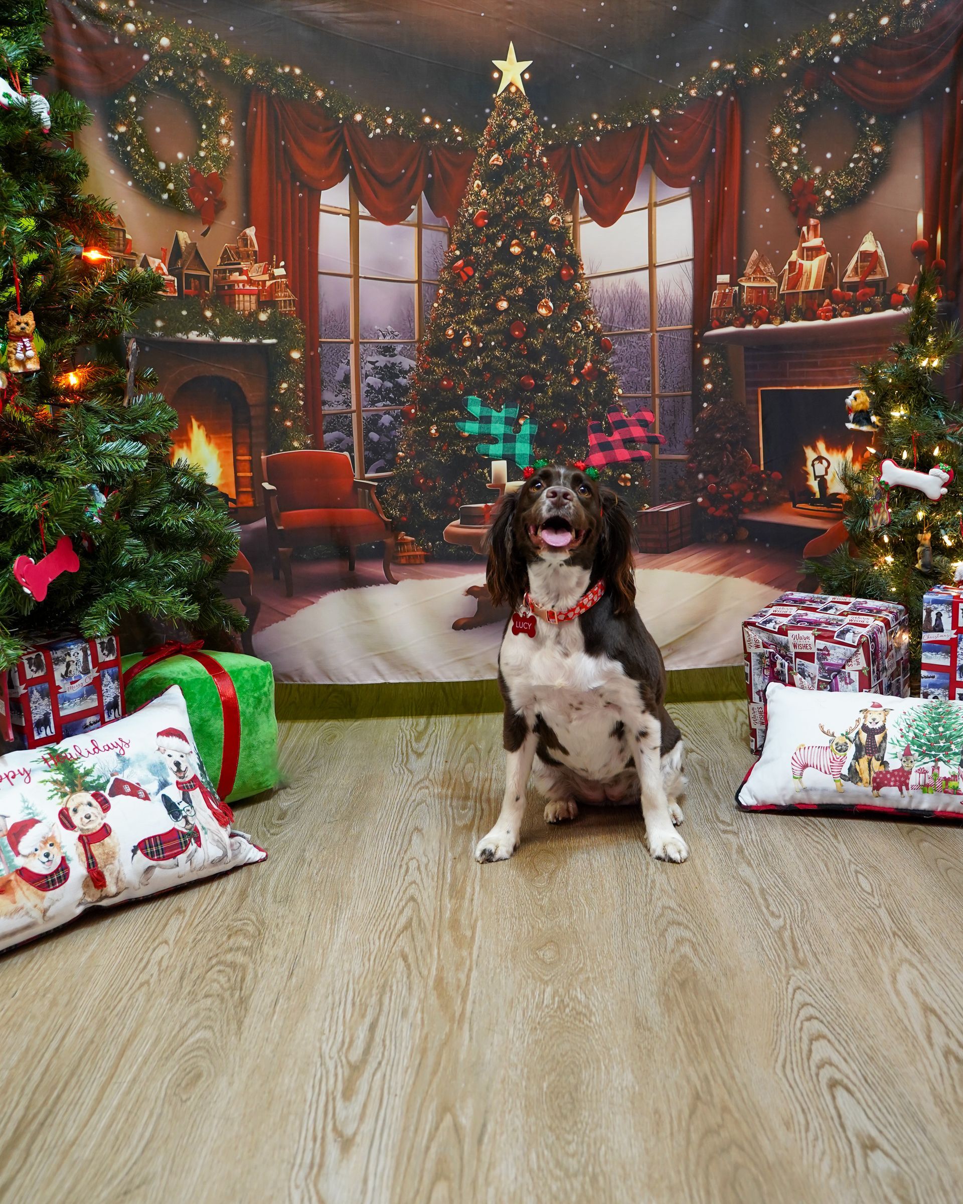 Dog sits in front of a Christmas backdrop with presents and trees. The dog is brown and white with its mouth open.