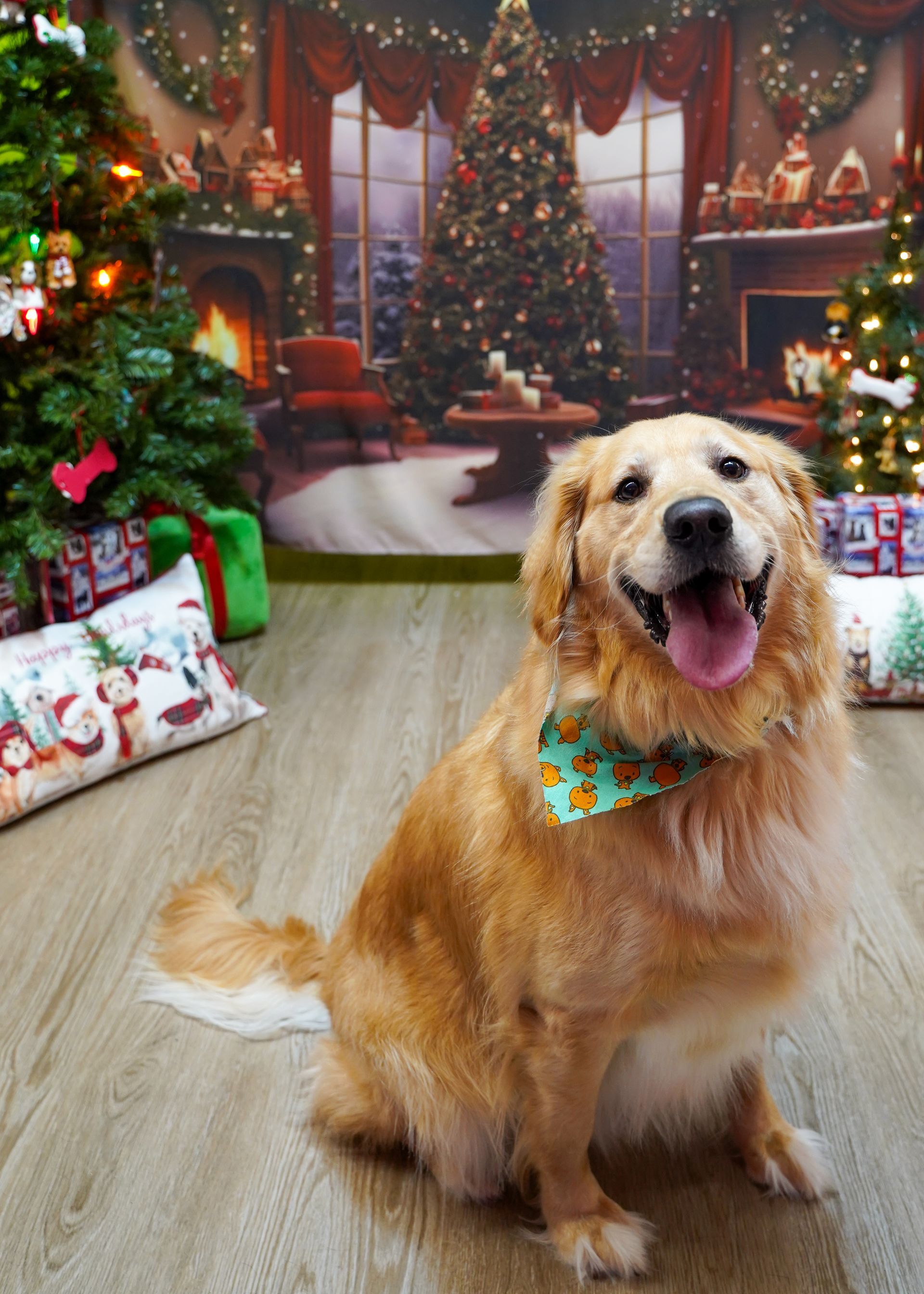 Golden retriever dog wearing a bandana, sitting with tongue out, in front of a Christmas backdrop.