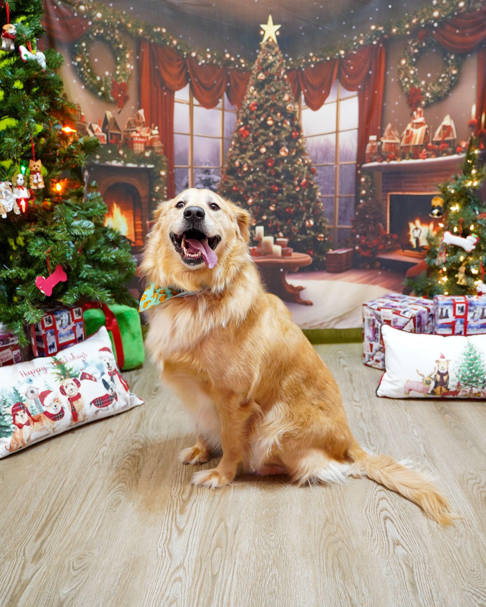Golden dog sits happily, panting, in front of a Christmas scene with trees, gifts, and a fireplace.
