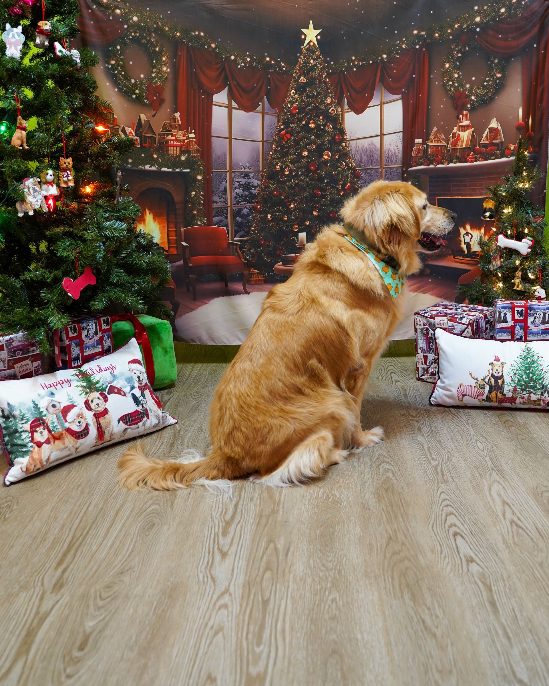 Golden Retriever dog sitting in front of a Christmas backdrop with Christmas trees and pillows.