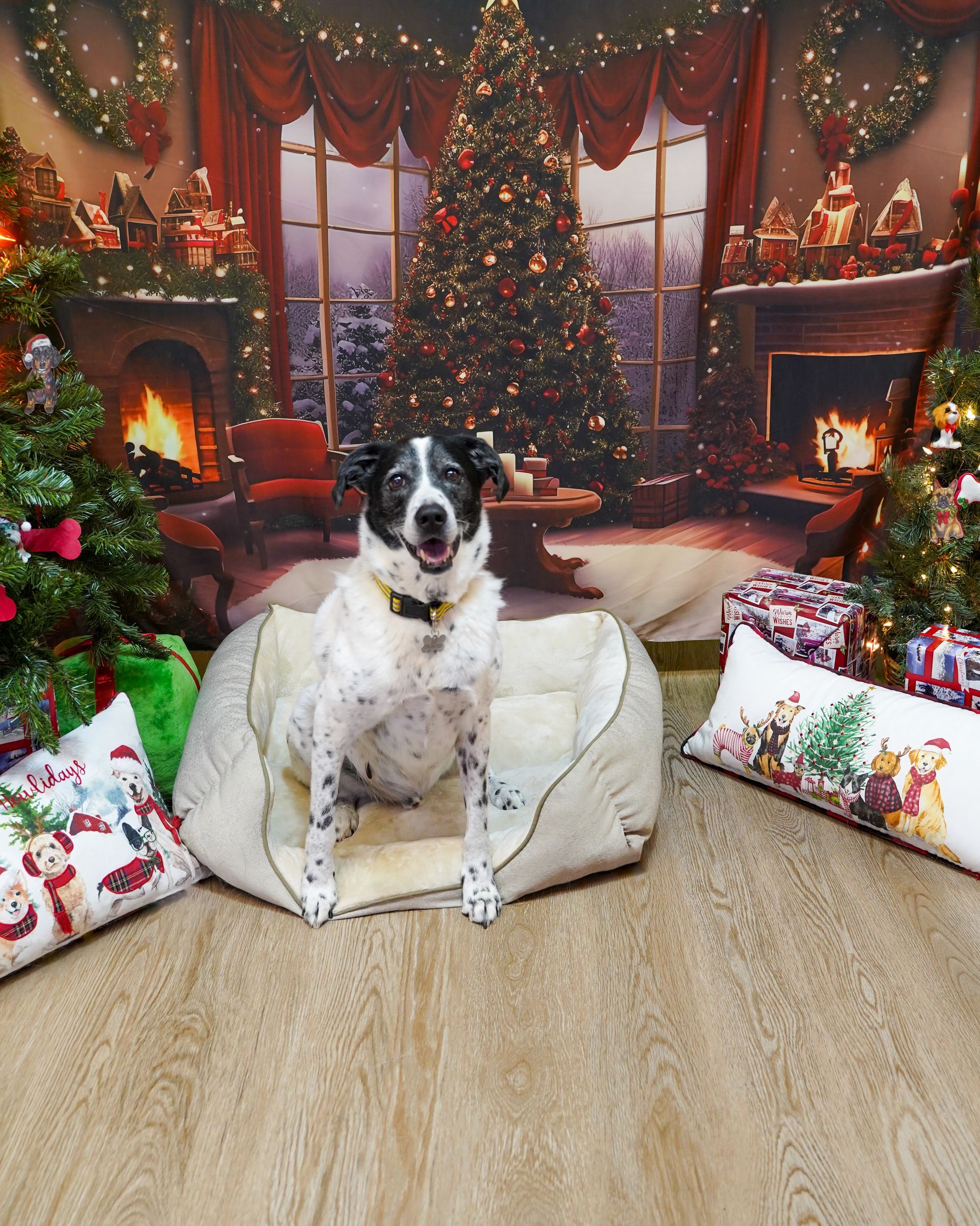 Dog sits in a bed in front of a Christmas backdrop.