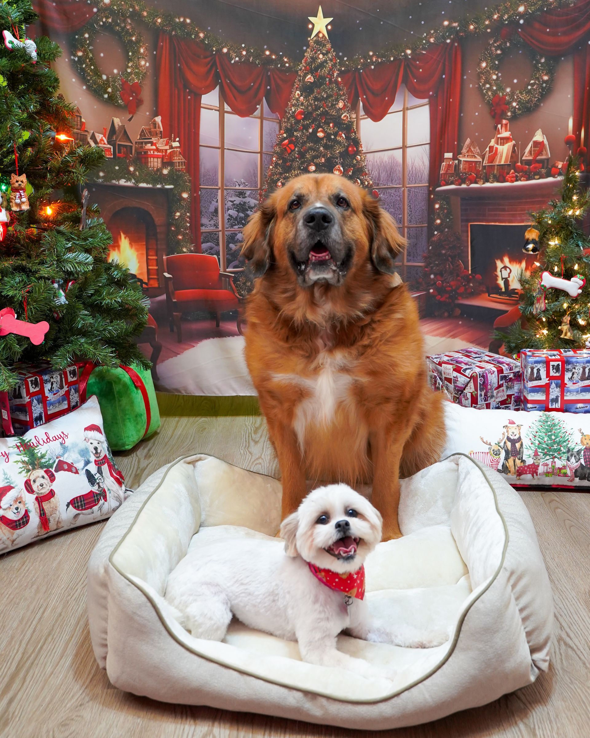 Two dogs in a dog bed with Christmas backdrop. Large brown dog sits above a small white dog.