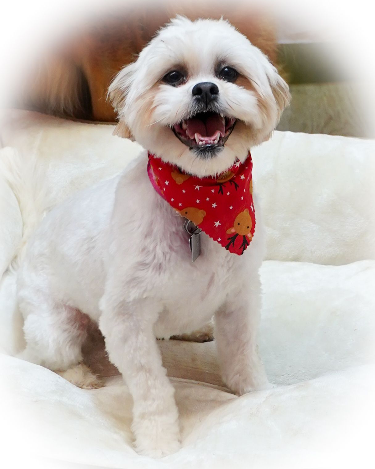 White dog with a red bandana, smiling, sitting on white fluffy surface.