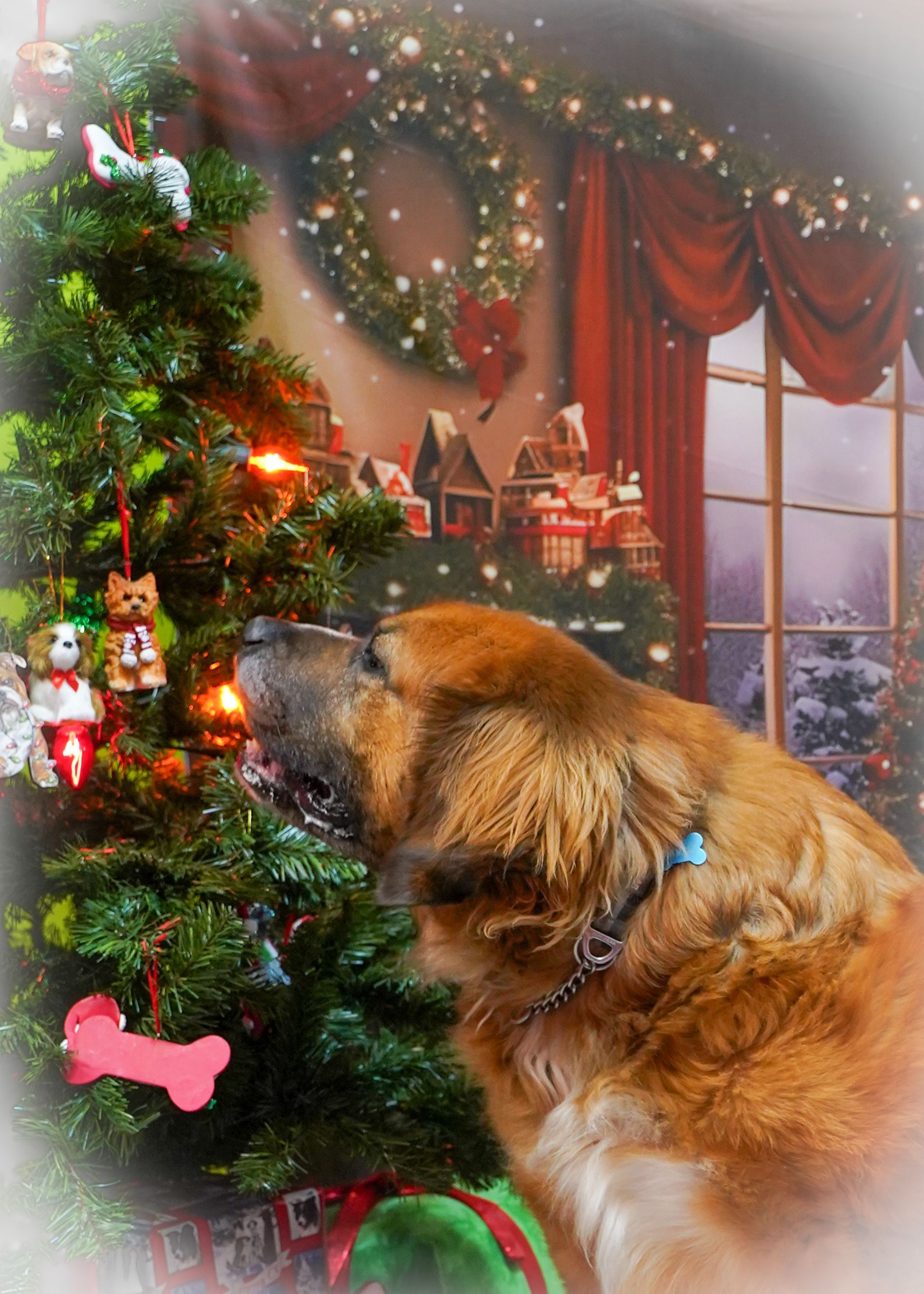 Dog sniffing Christmas tree ornaments in festive room setting.