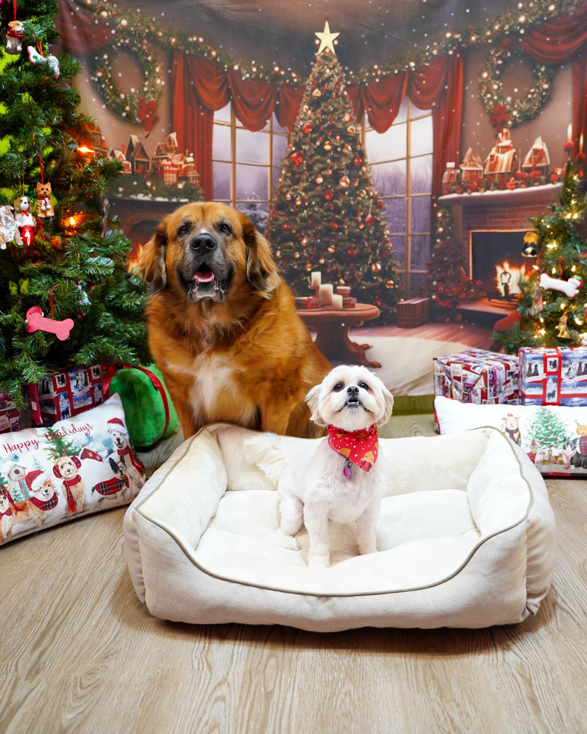Two dogs in a dog bed, Christmas backdrop. Large brown dog beside a small white dog wearing a red bandana.