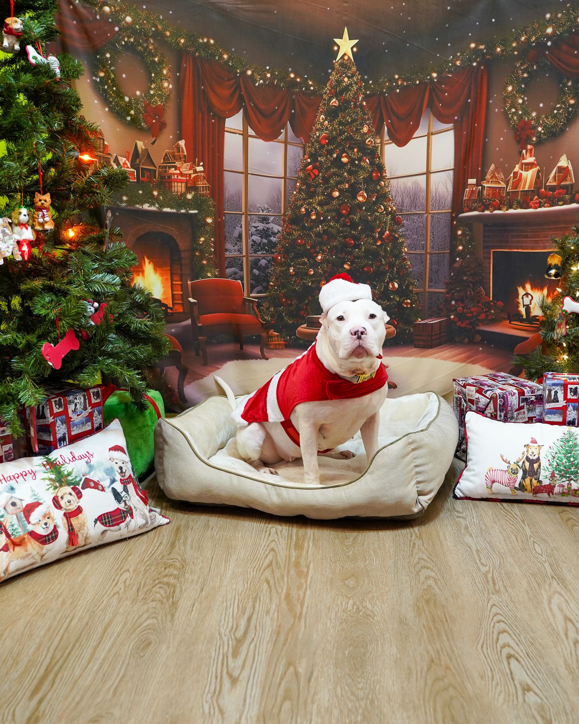 Dog in Santa costume sits in a dog bed, Christmas scene backdrop.