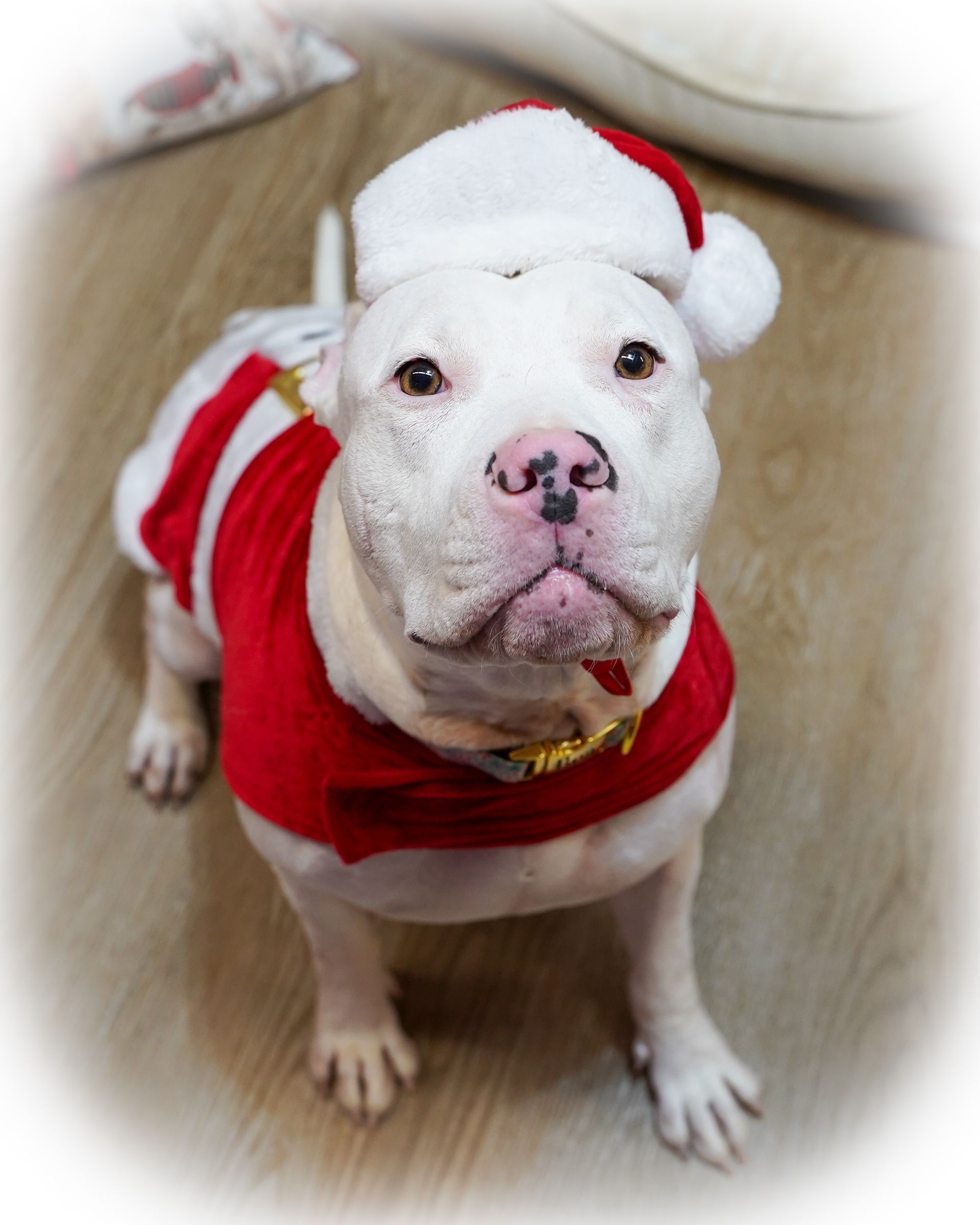 White dog in Santa Claus outfit. Wearing a hat and red and white striped costume, sitting on a wooden floor.