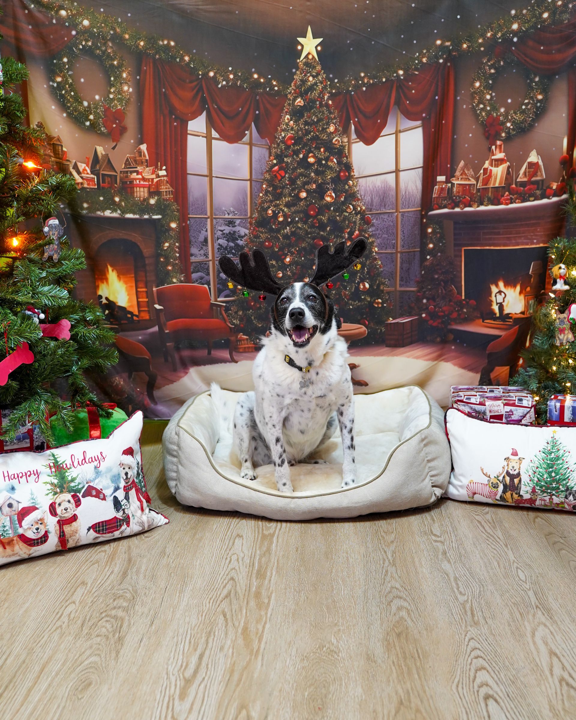 Dog wearing antlers sits on a dog bed in front of a Christmas backdrop.