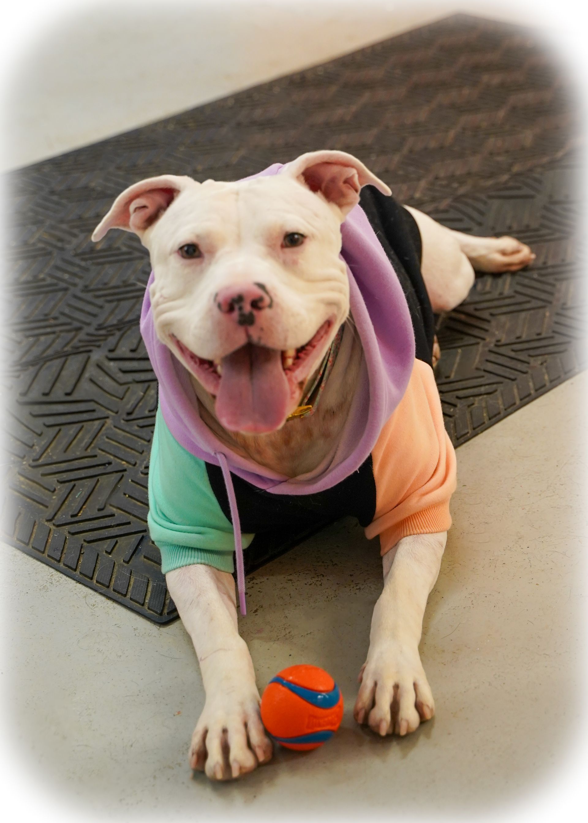 White pit bull wearing a colorful hoodie, lying down with a ball. Dog is smiling with tongue out.
