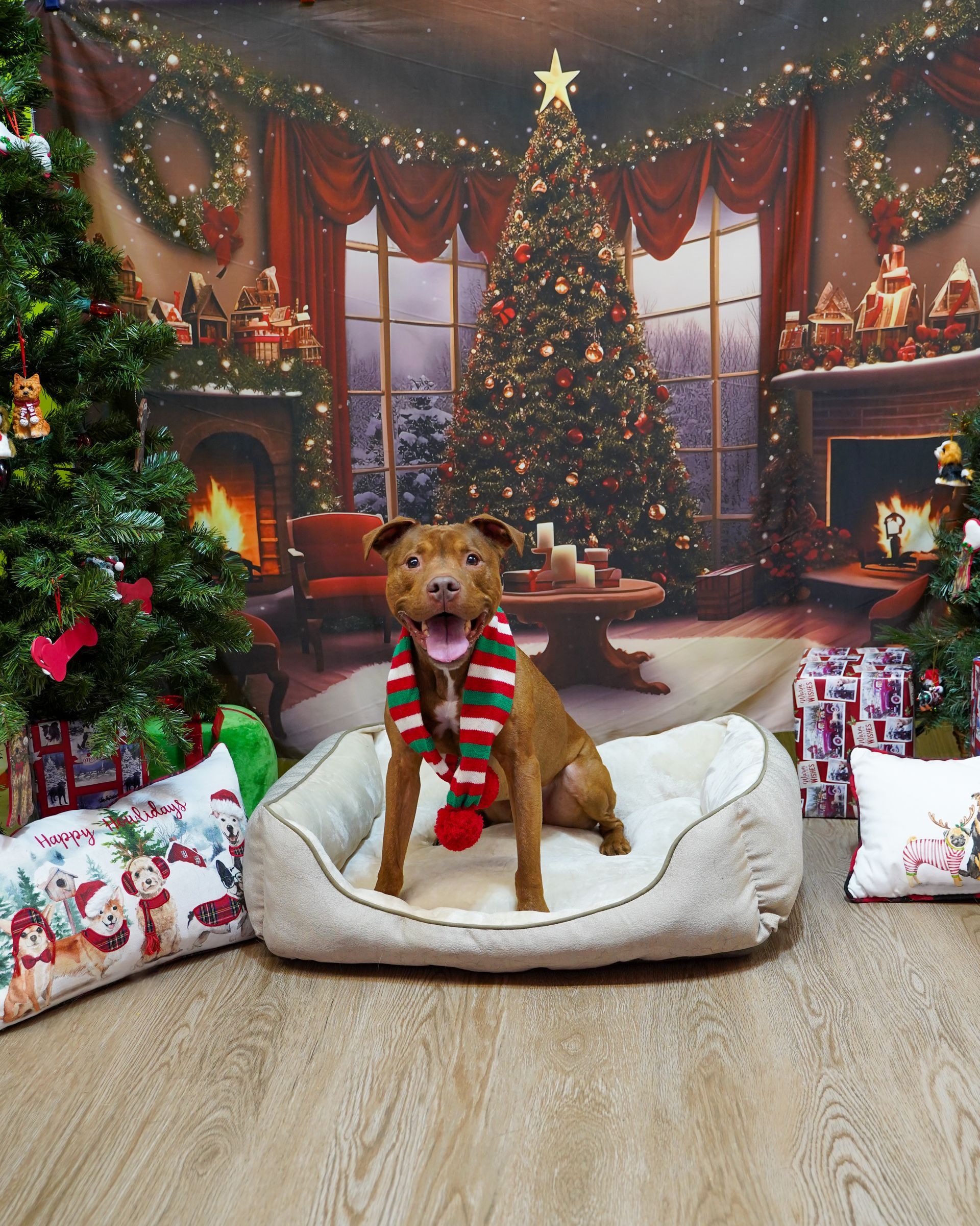 Dog wearing a Christmas scarf sits in a dog bed, in front of a Christmas scene backdrop.