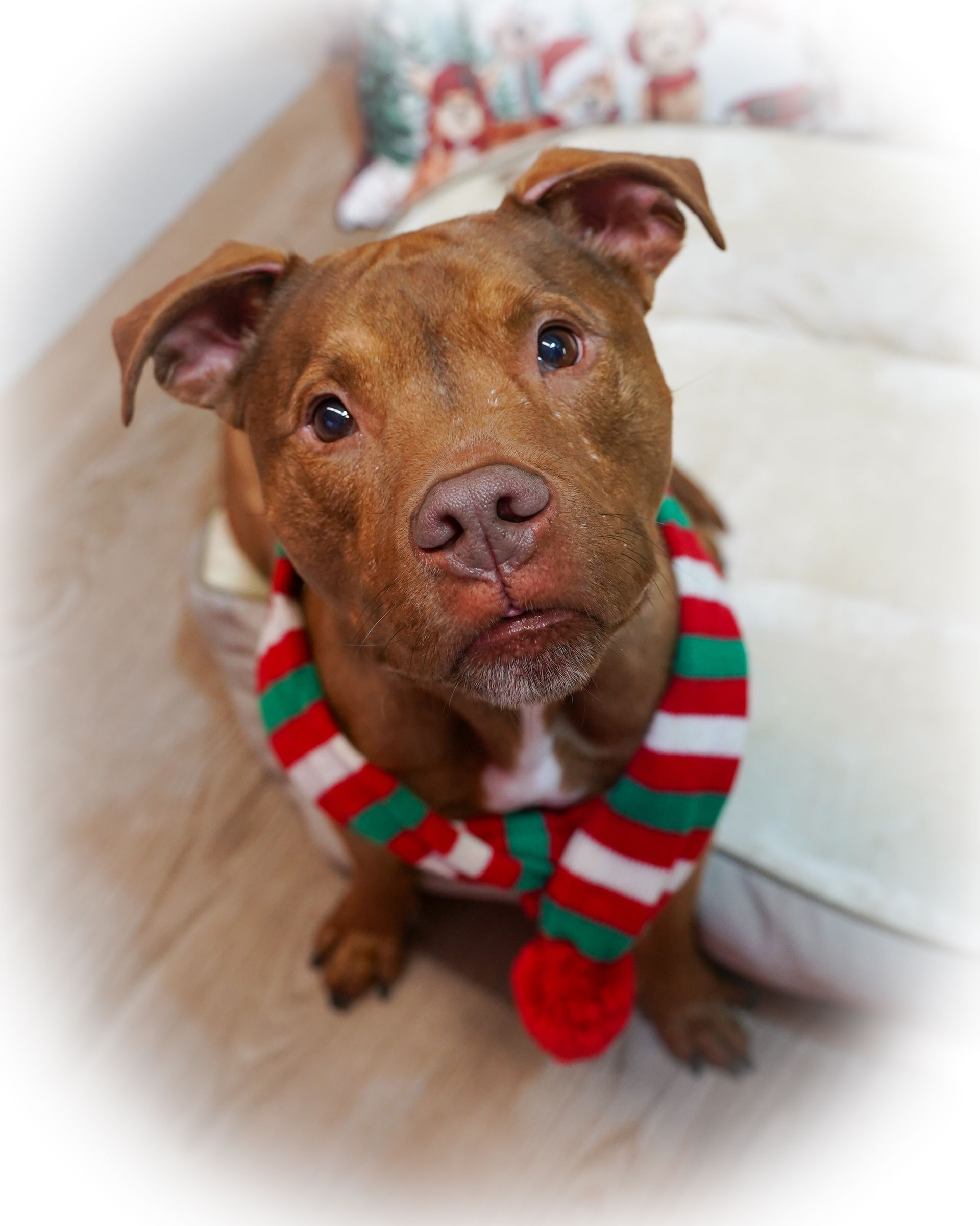 Brown dog wearing a red, green, and white scarf, looking up with a soft expression.