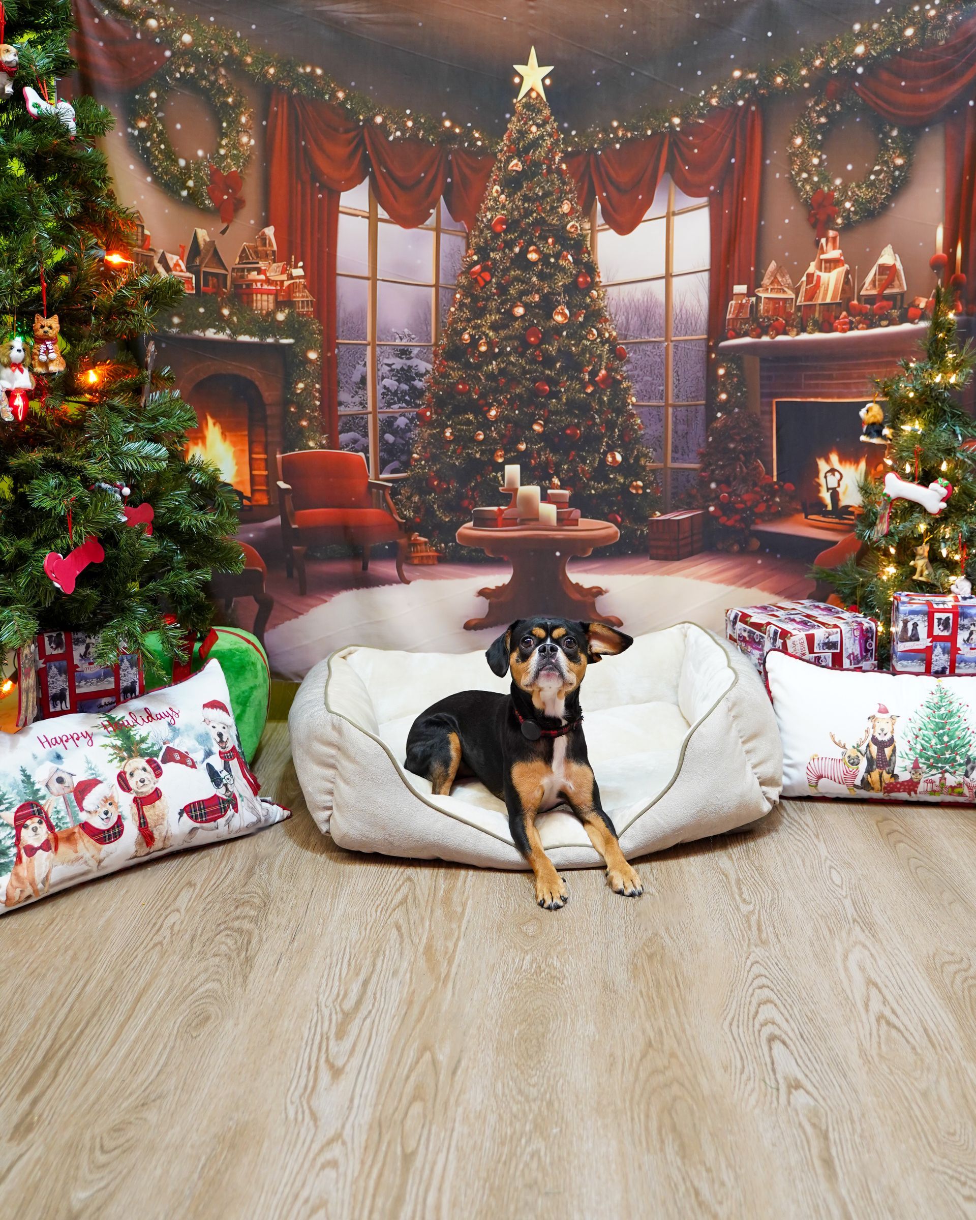 Dog in bed in front of a Christmas backdrop with trees, fireplace, and presents.