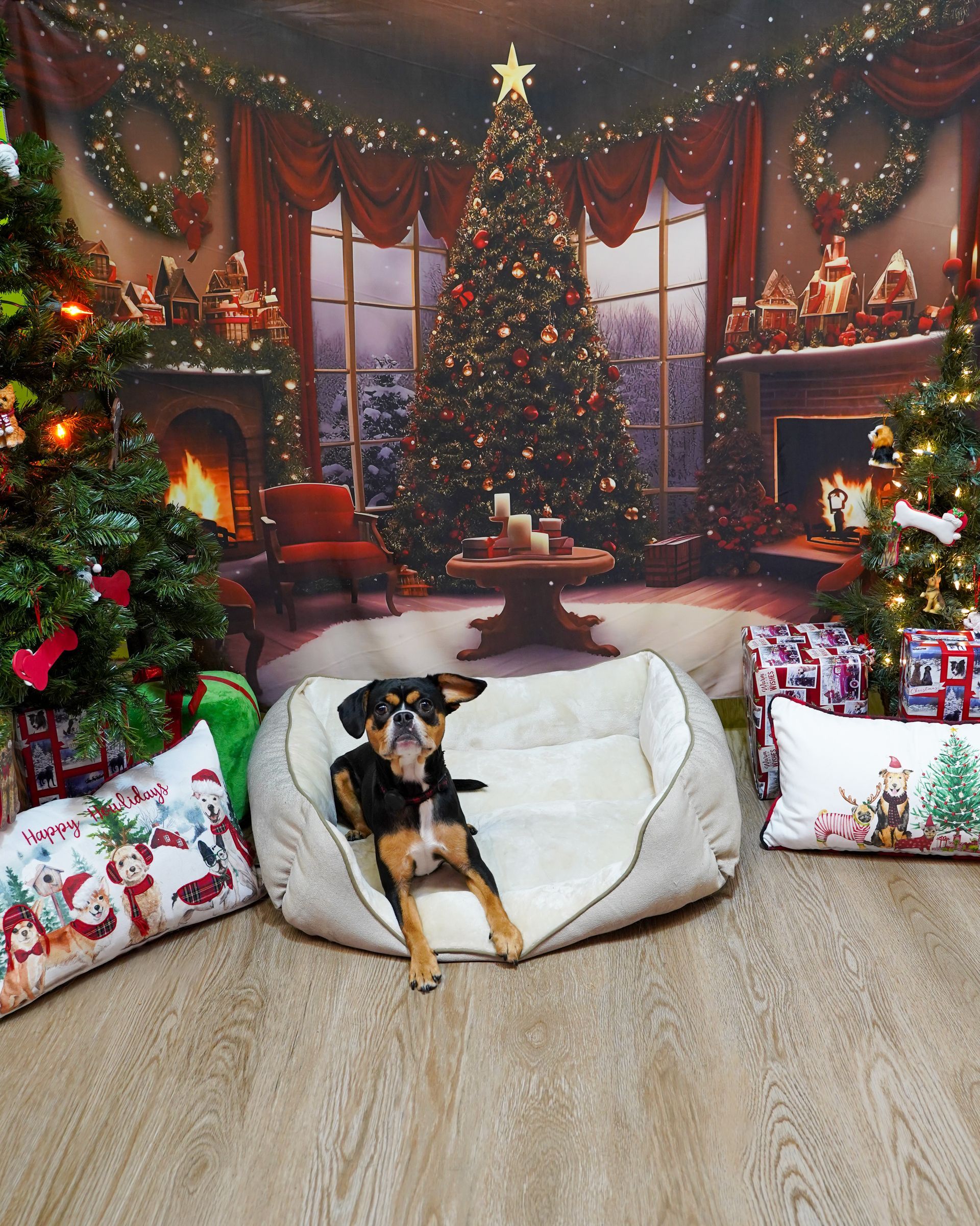 Dog in a dog bed, posed in front of a Christmas backdrop with Christmas trees and presents.