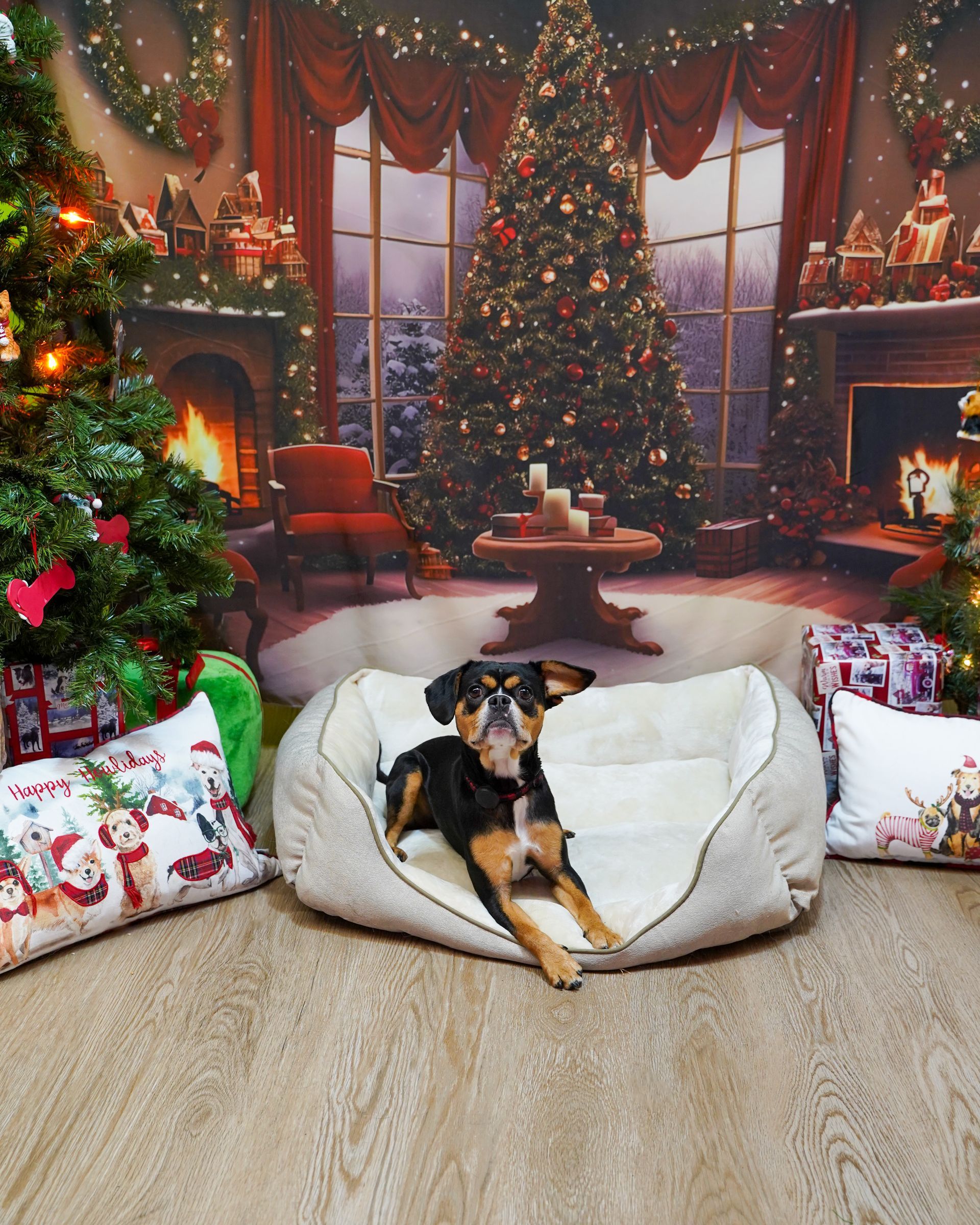 Dog lounges in a cozy bed, surrounded by Christmas decorations against a festive backdrop.