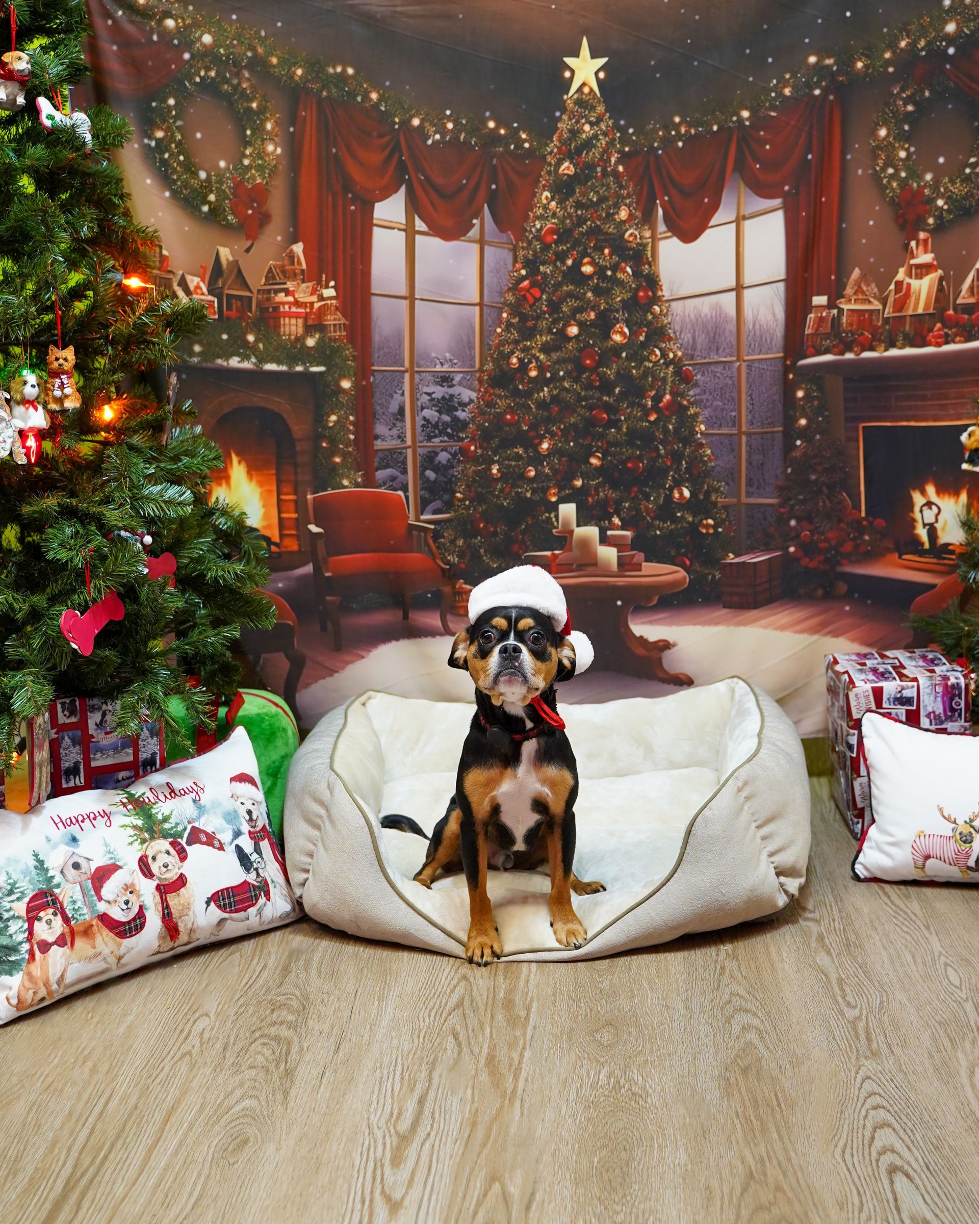 Dog in Santa hat sits in a bed, in front of a Christmas backdrop.